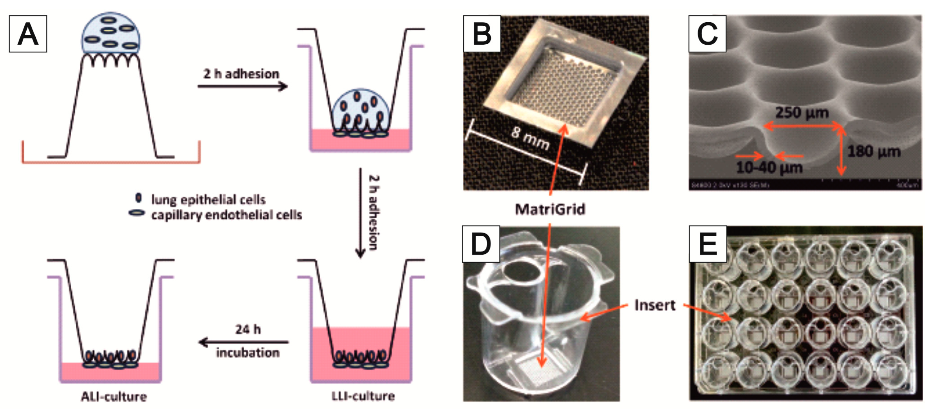 Bioengineering 09 00220 g013