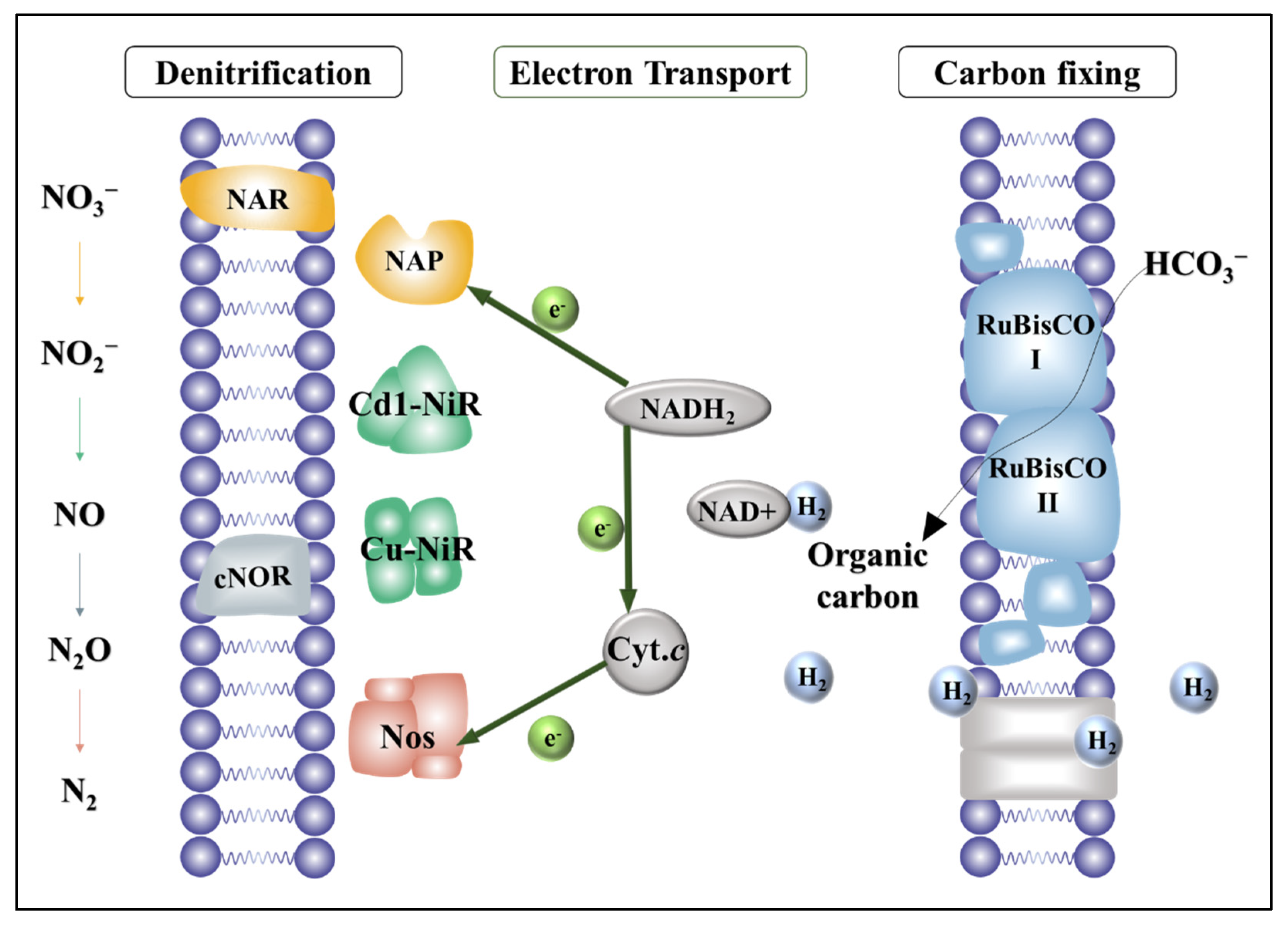 Bioengineering | Free Full-Text | Synergistic Inorganic ...