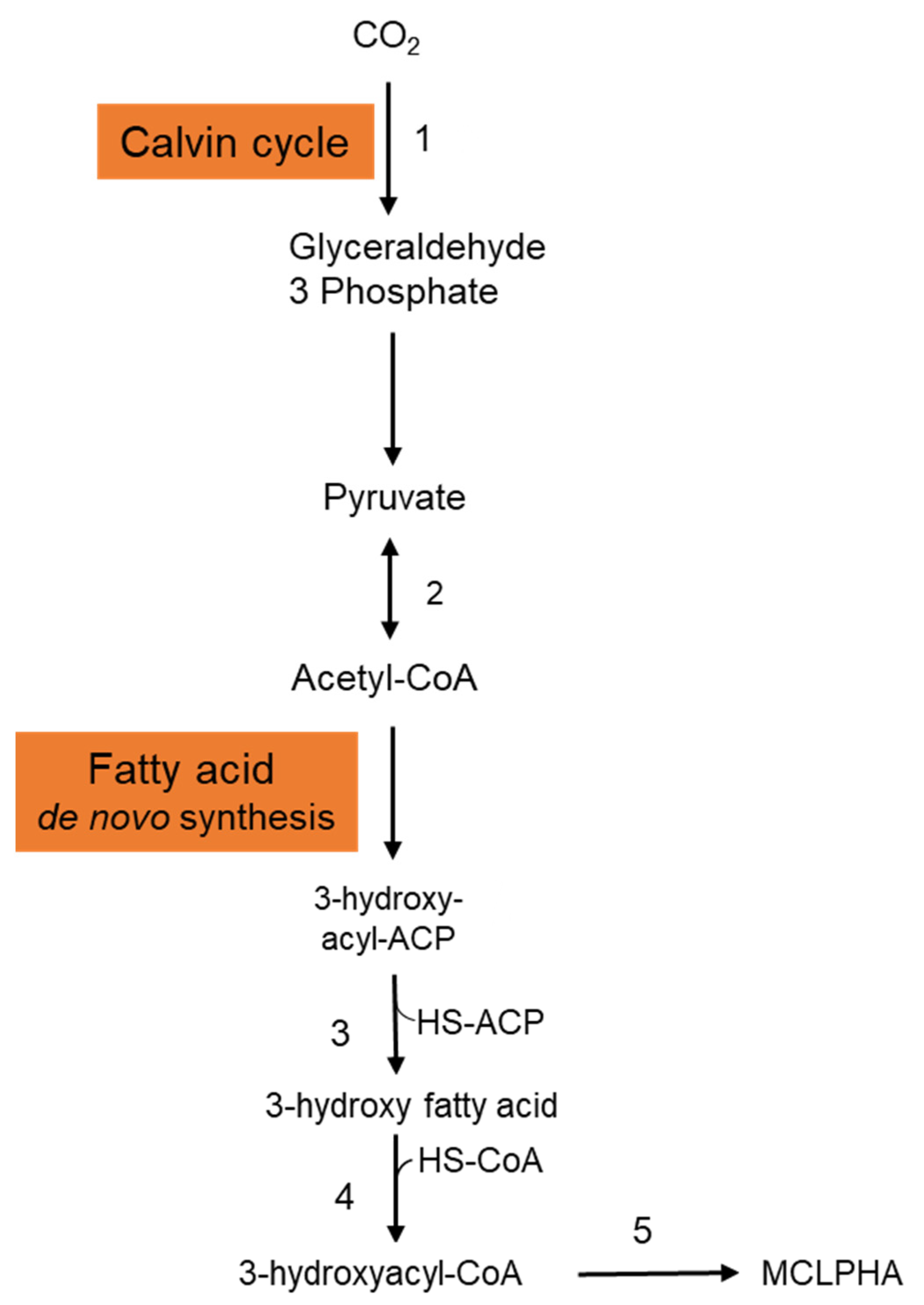 Bioengineering 09 00225 g002
