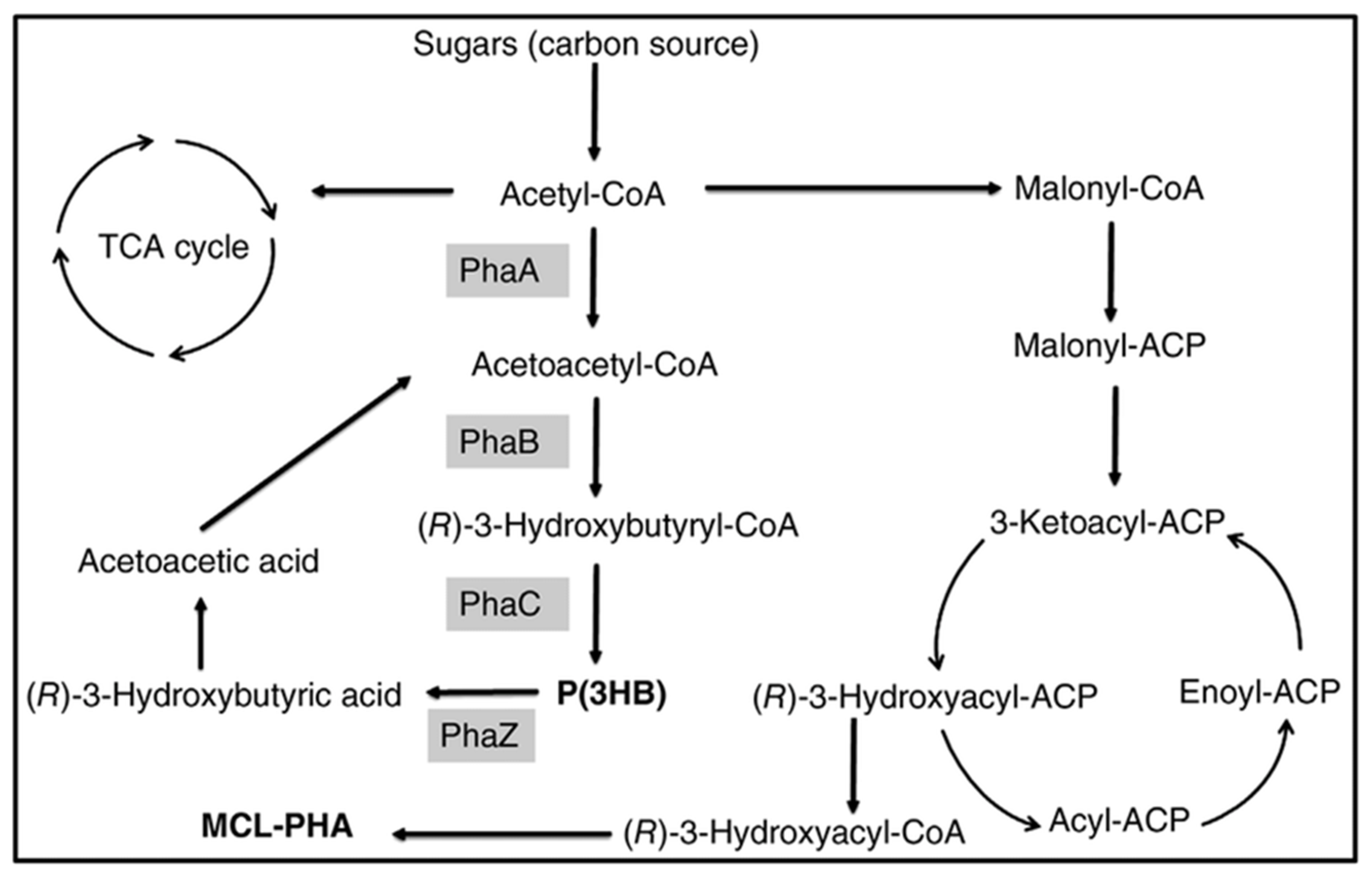 Bioengineering 09 00225 g003