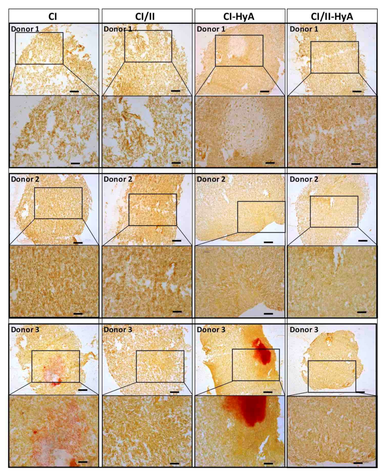 Bioengineering 09 00232 g006