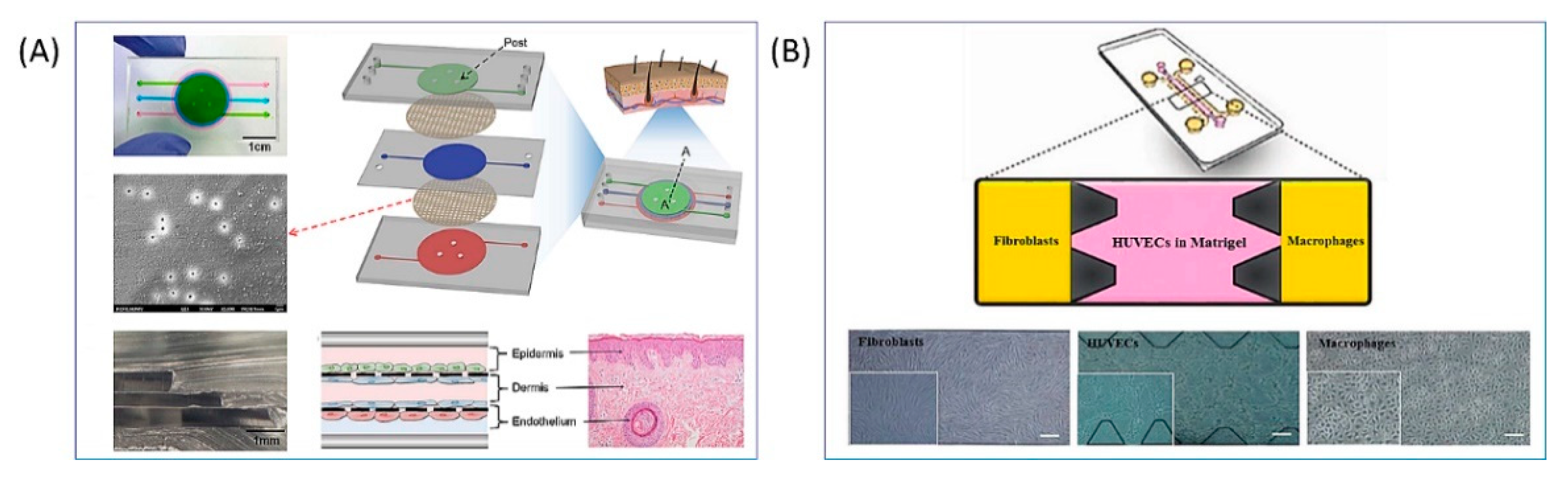 Bioengineering 09 00233 g005 Bioengineering 09 00233 g005