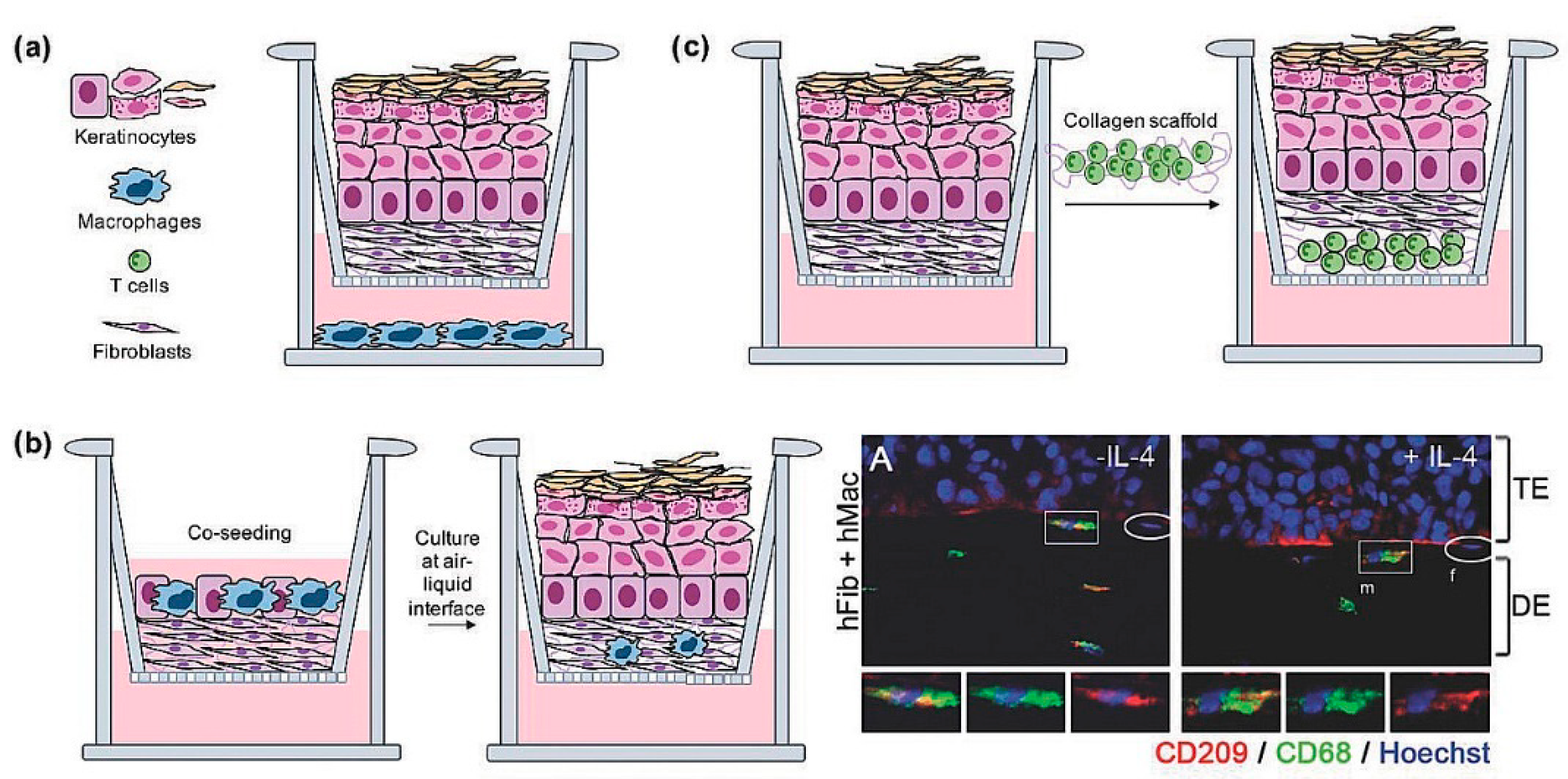Bioengineering 09 00233 g006 Bioengineering 09 00233 g006