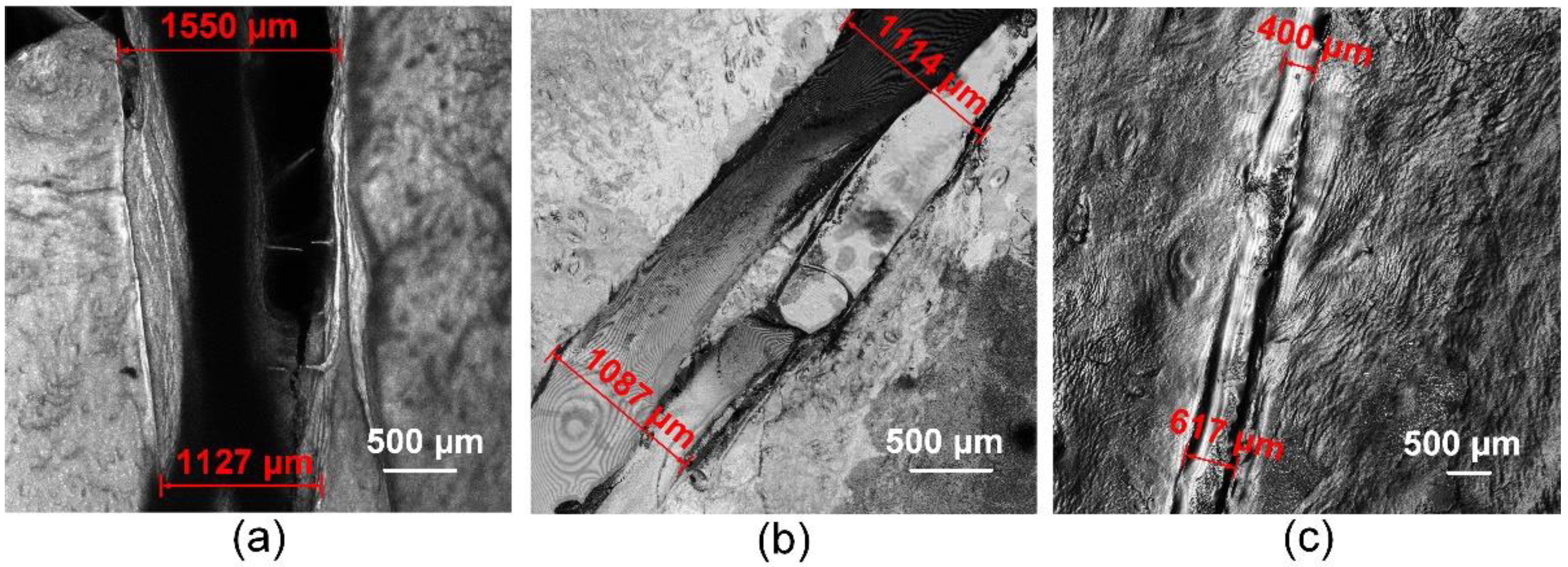 Bioengineering 09 00238 g005 Bioengineering 09 00238 g005
