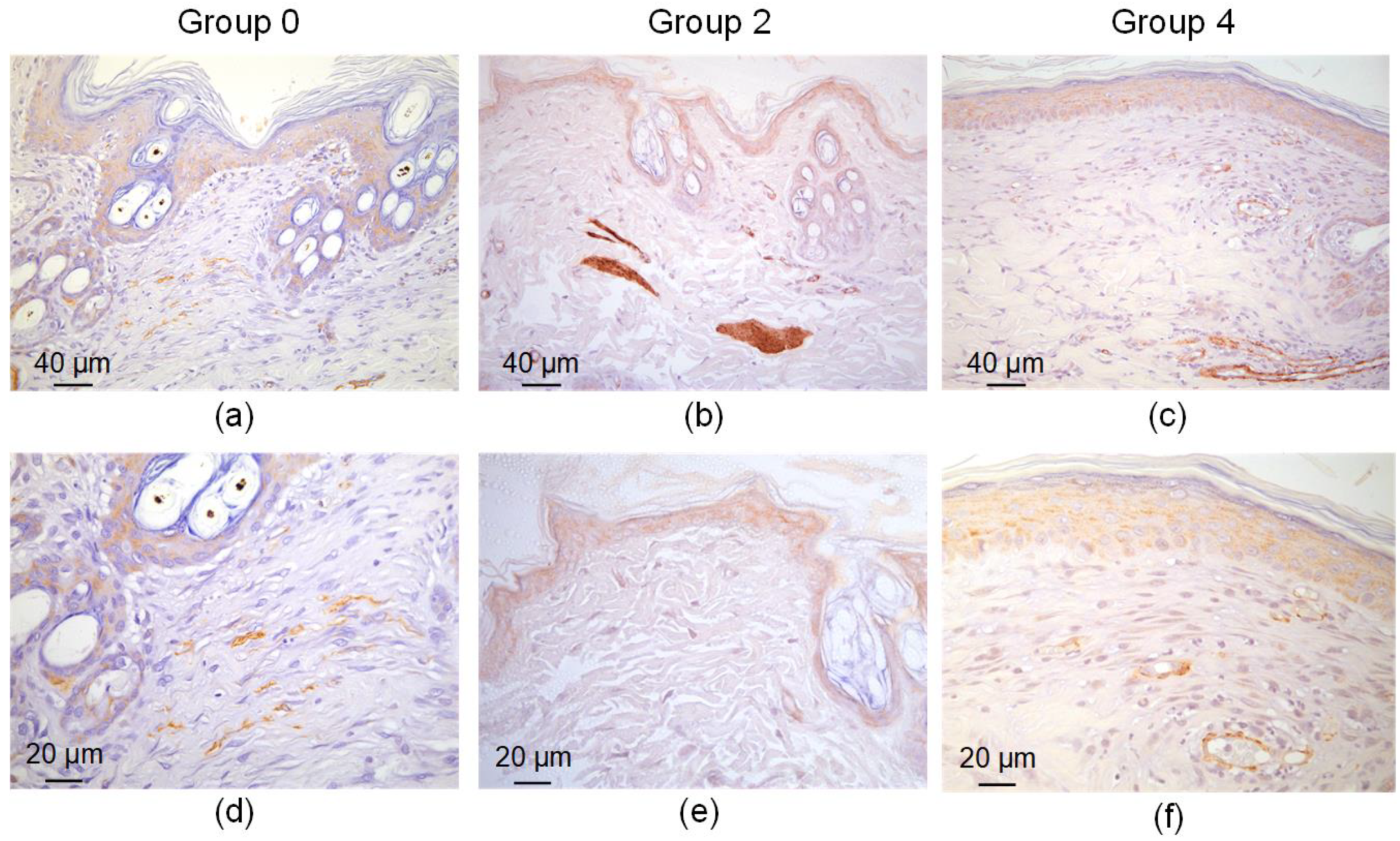 Bioengineering 09 00238 g008 Bioengineering 09 00238 g008
