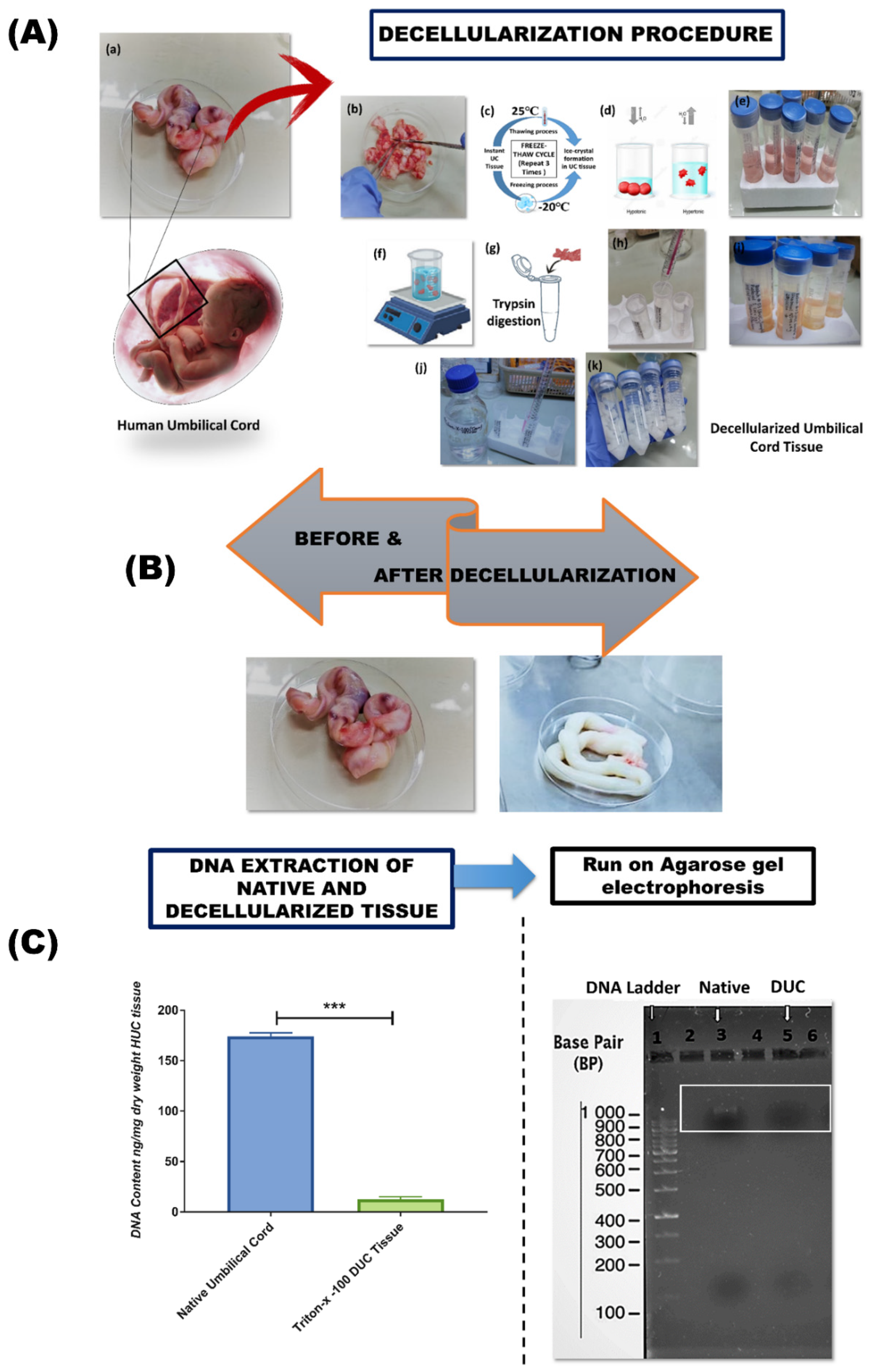 Bioengineering 09 00239 g001 550