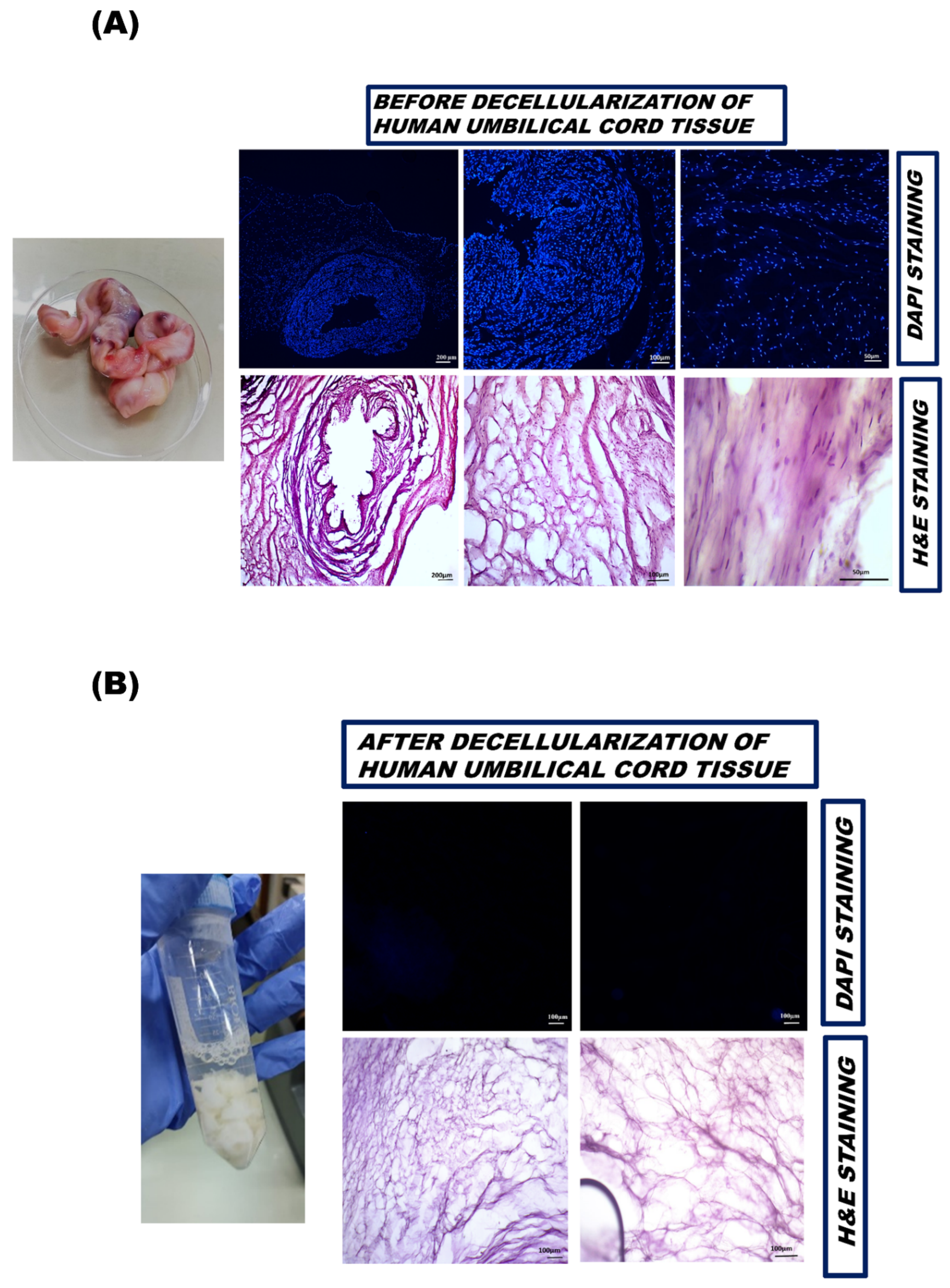 Bioengineering 09 00239 g002 550
