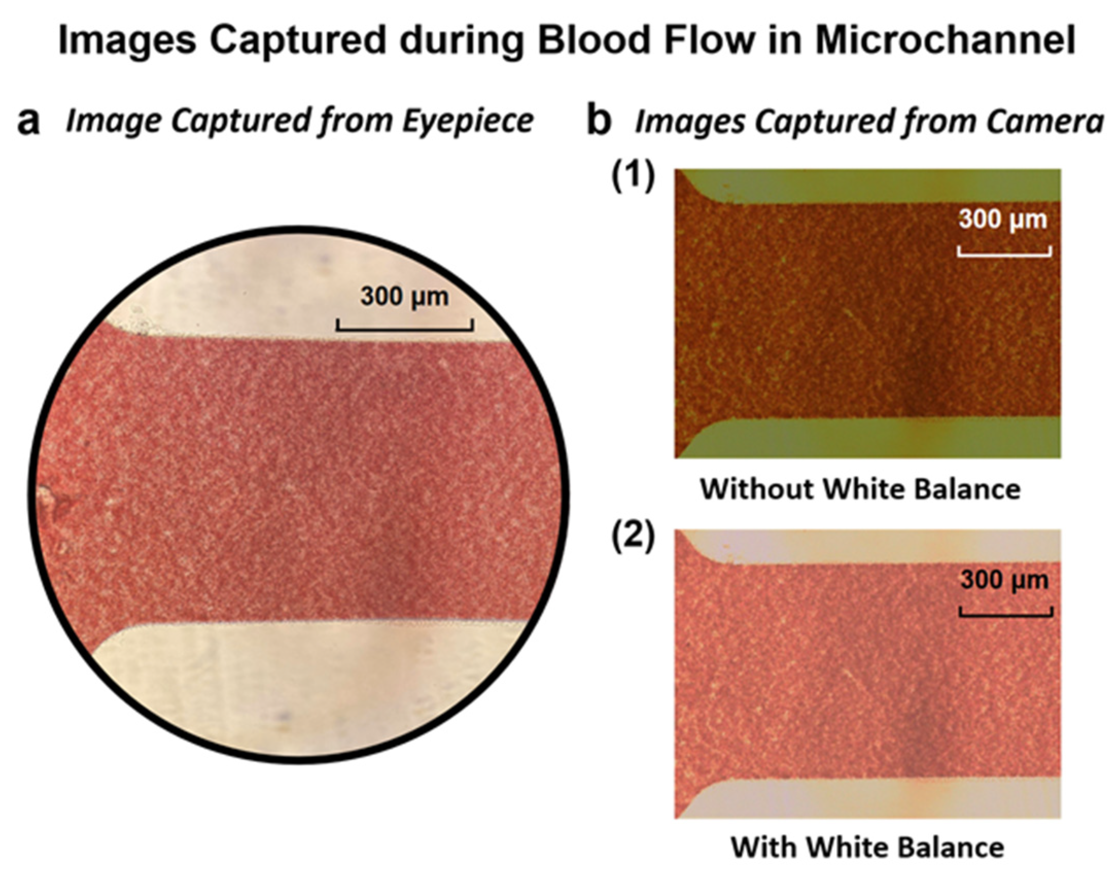 Bioengineering 09 00247 g003 550