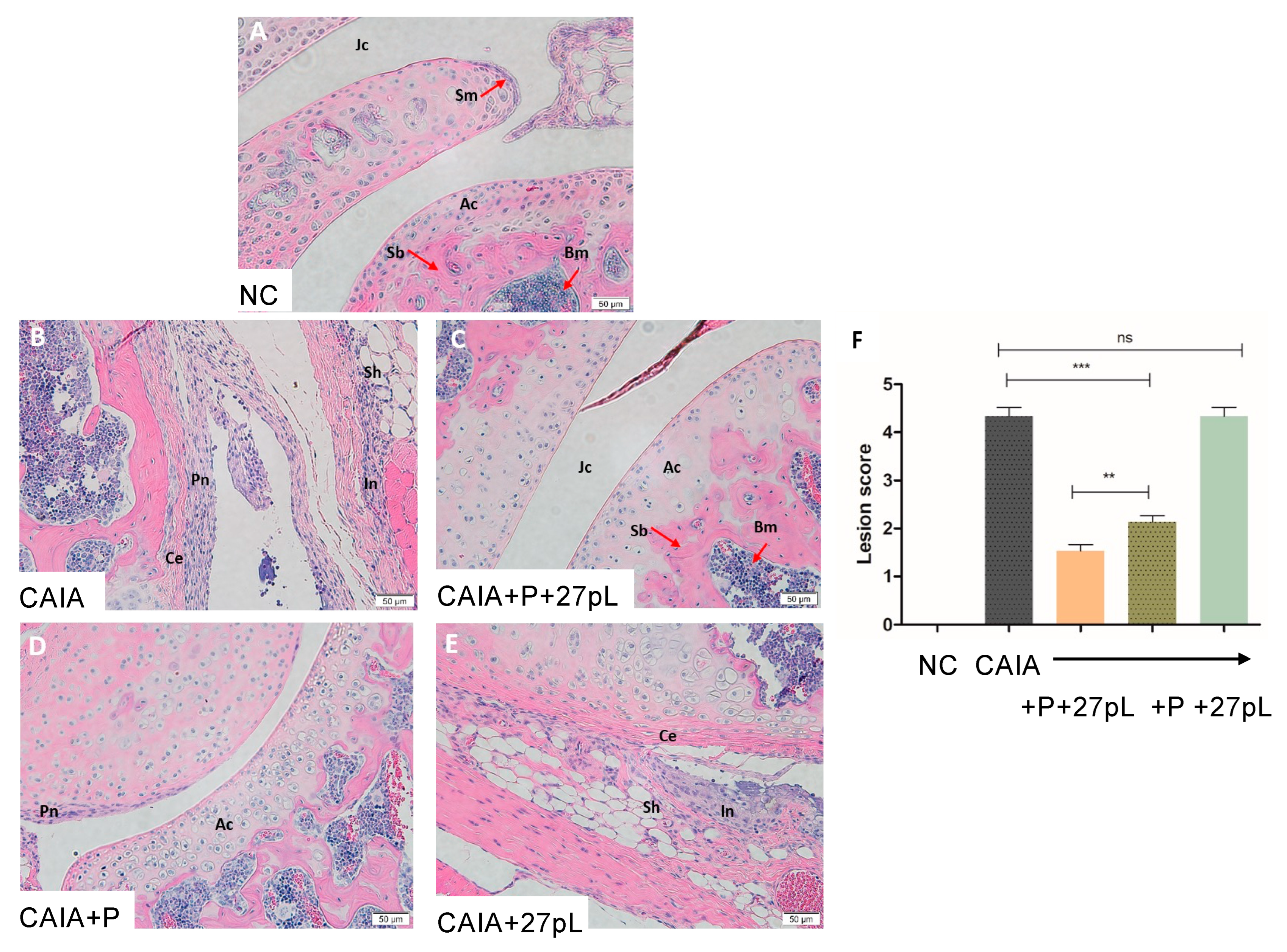 Bioengineering 09 00248 g004