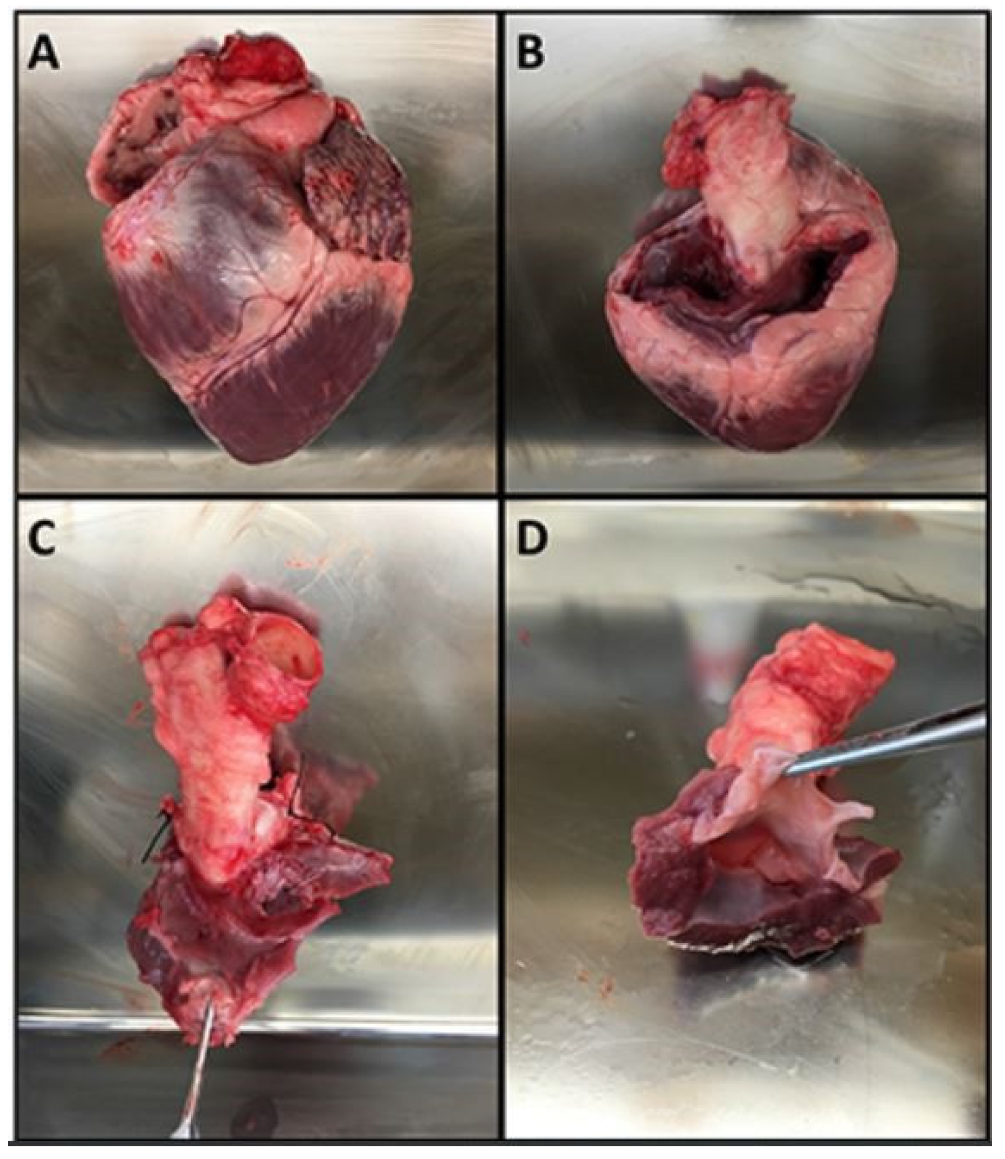 Bioengineering 09 00264 g003