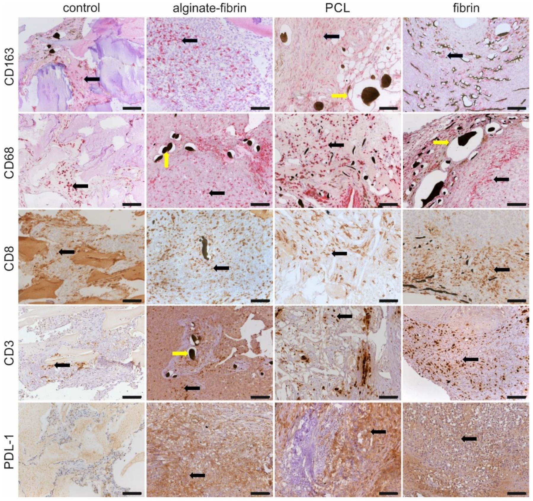 Bioengineering 09 00280 g008
