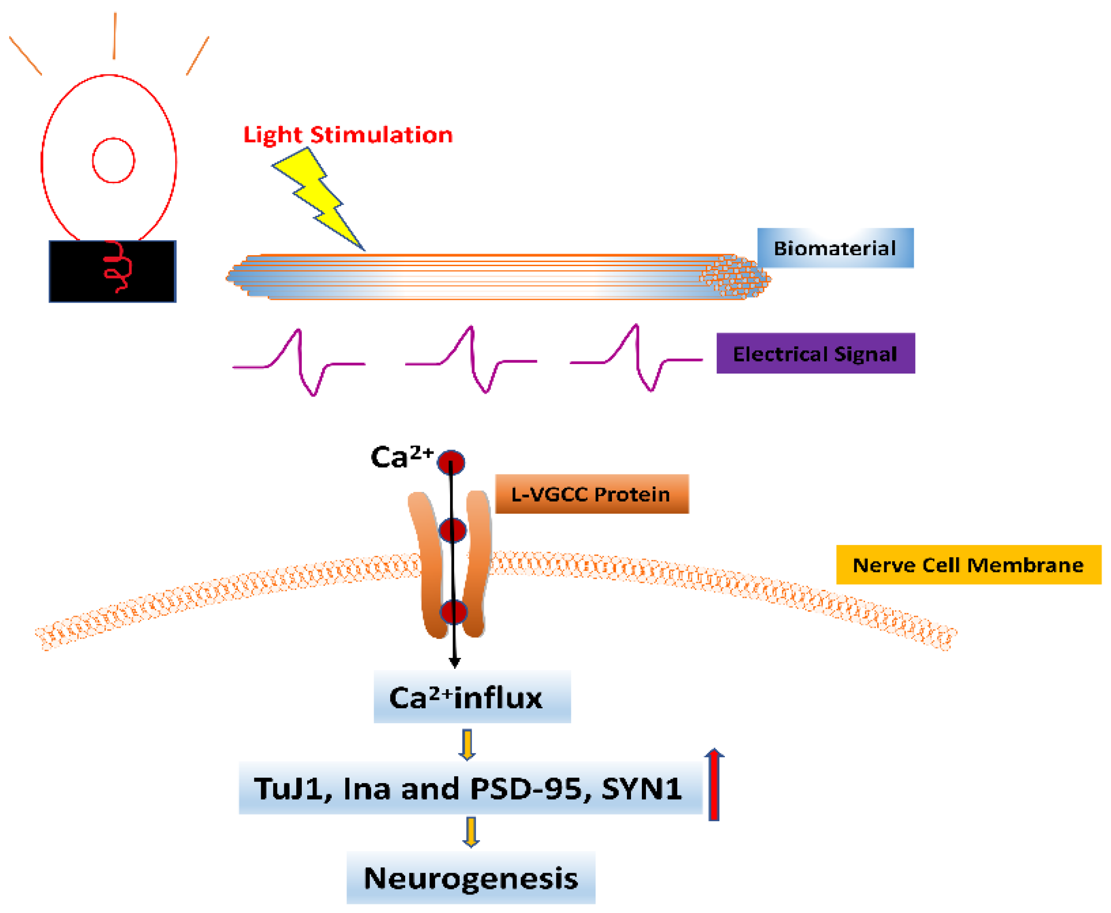 Bioengineering 09 00292 g003