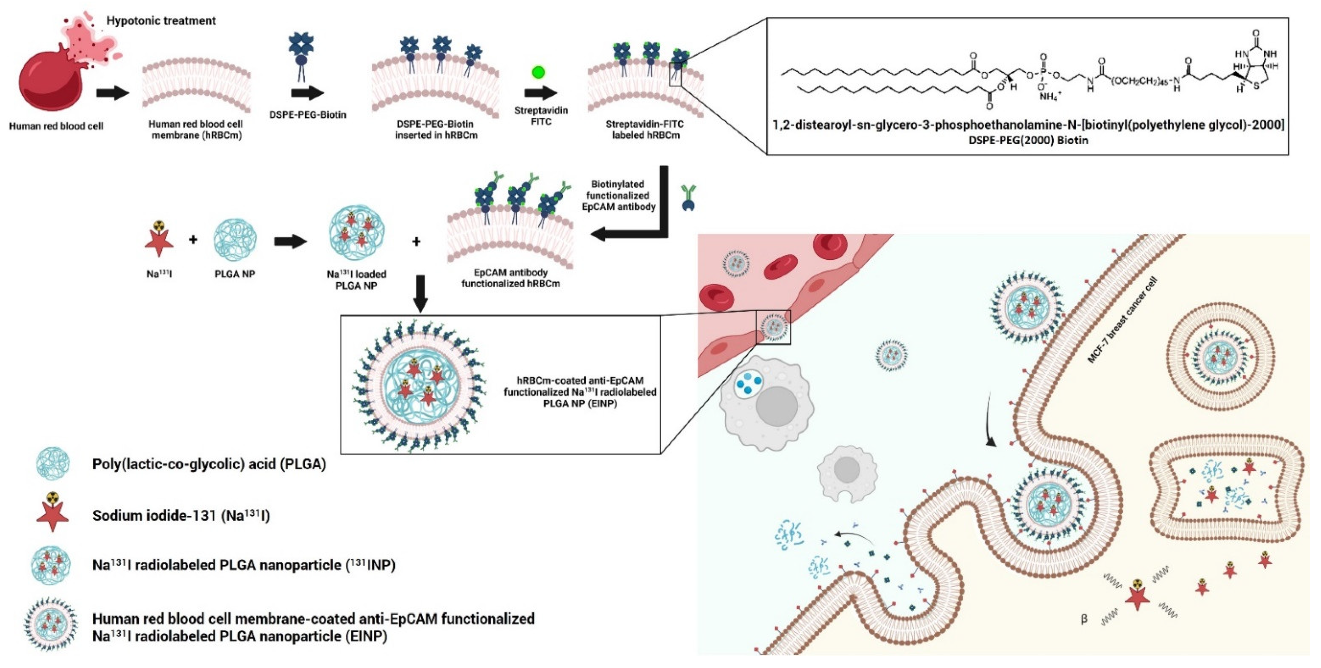 Bioengineering 09 00294 g001