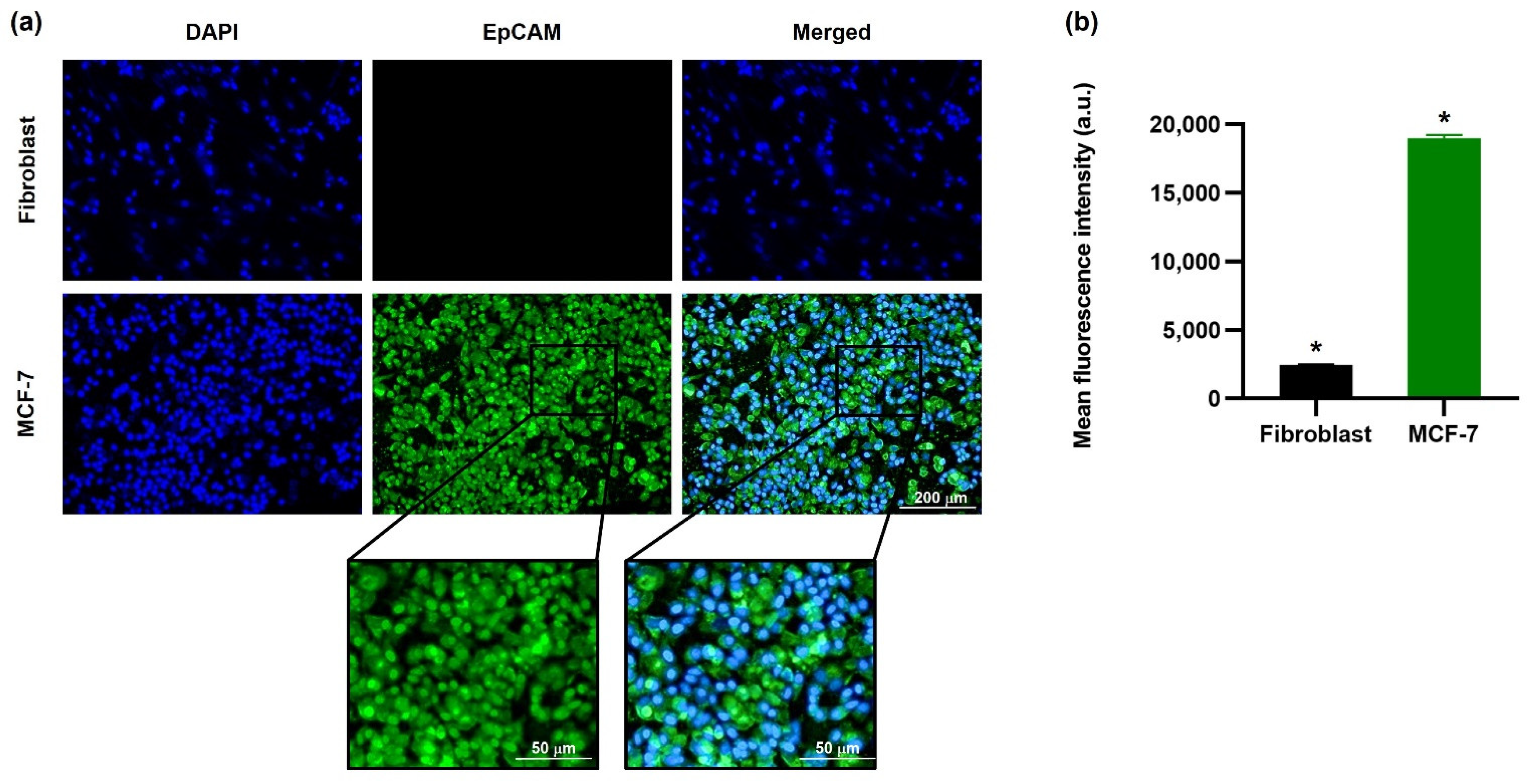 Bioengineering 09 00294 g004