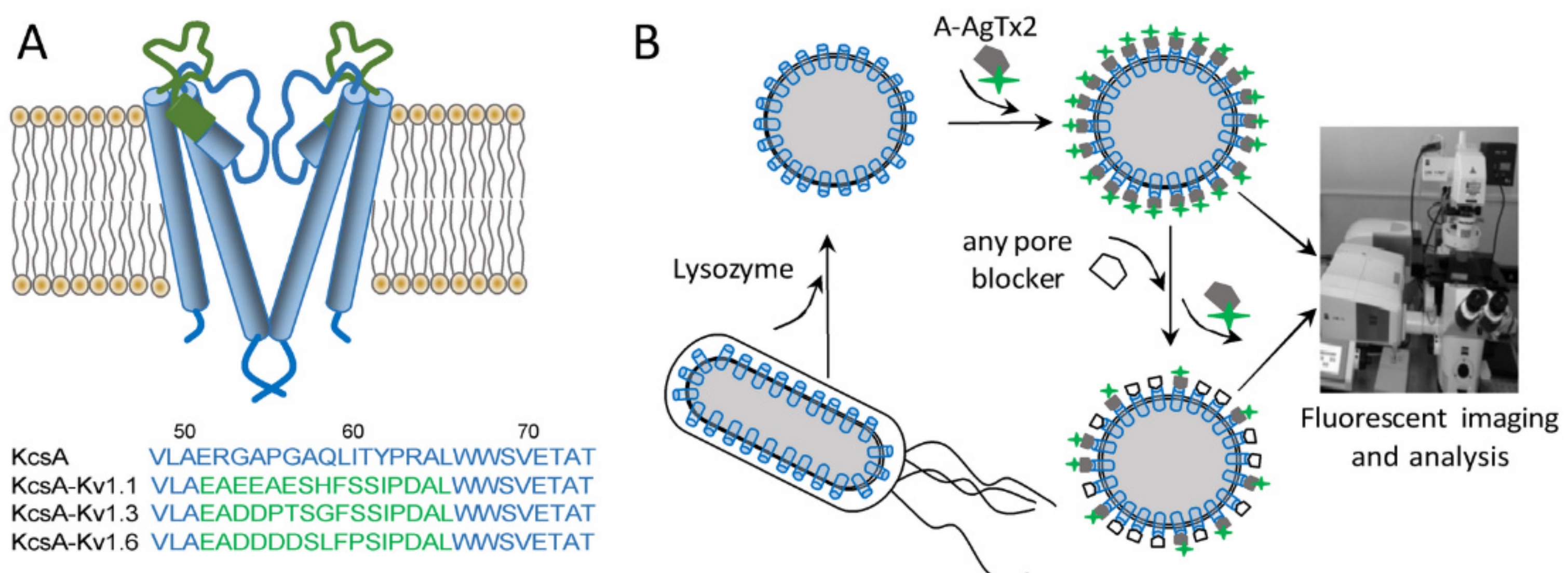 Bioengineering 09 00295 g002 550