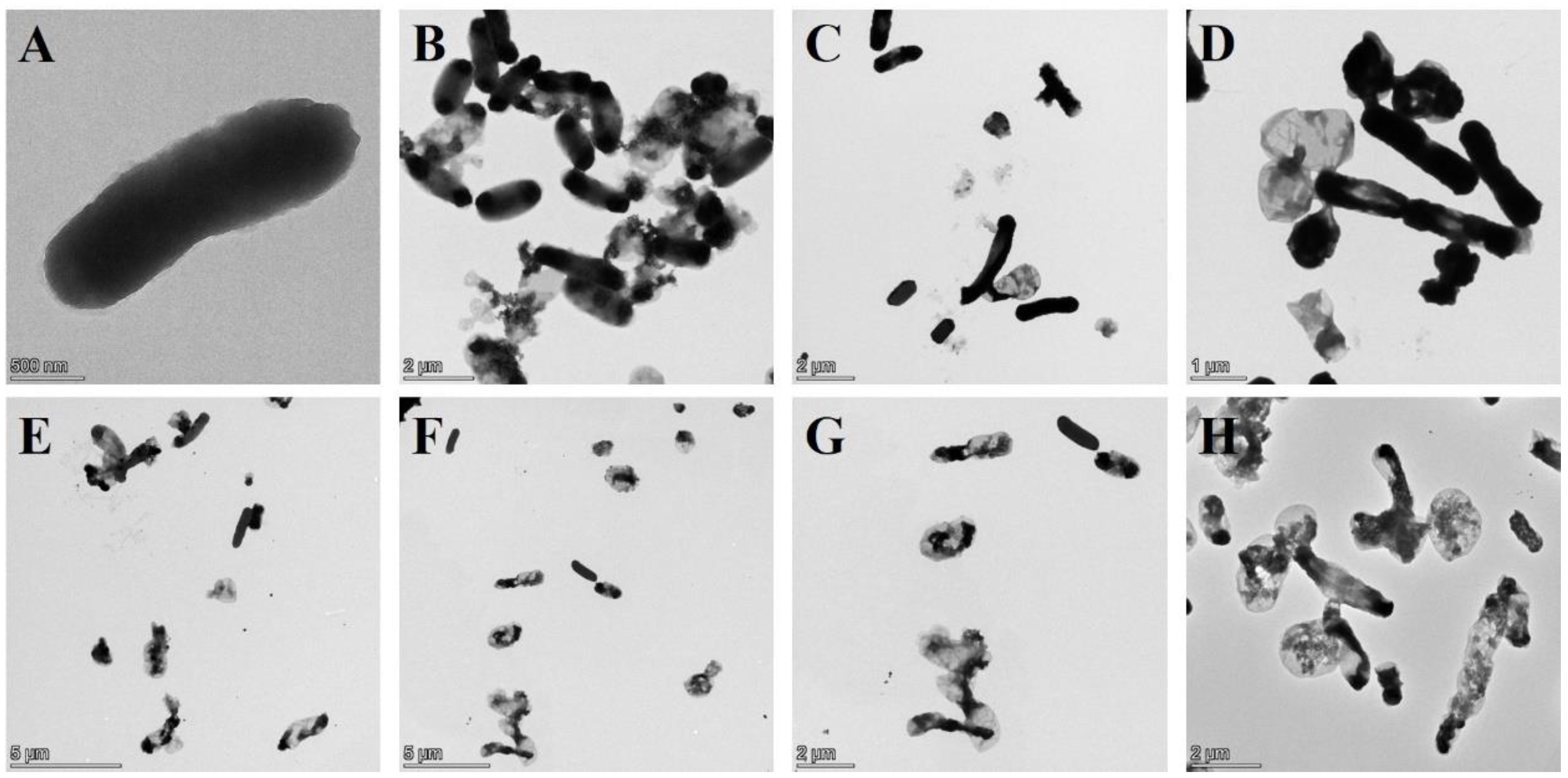Bioengineering 09 00300 g004a