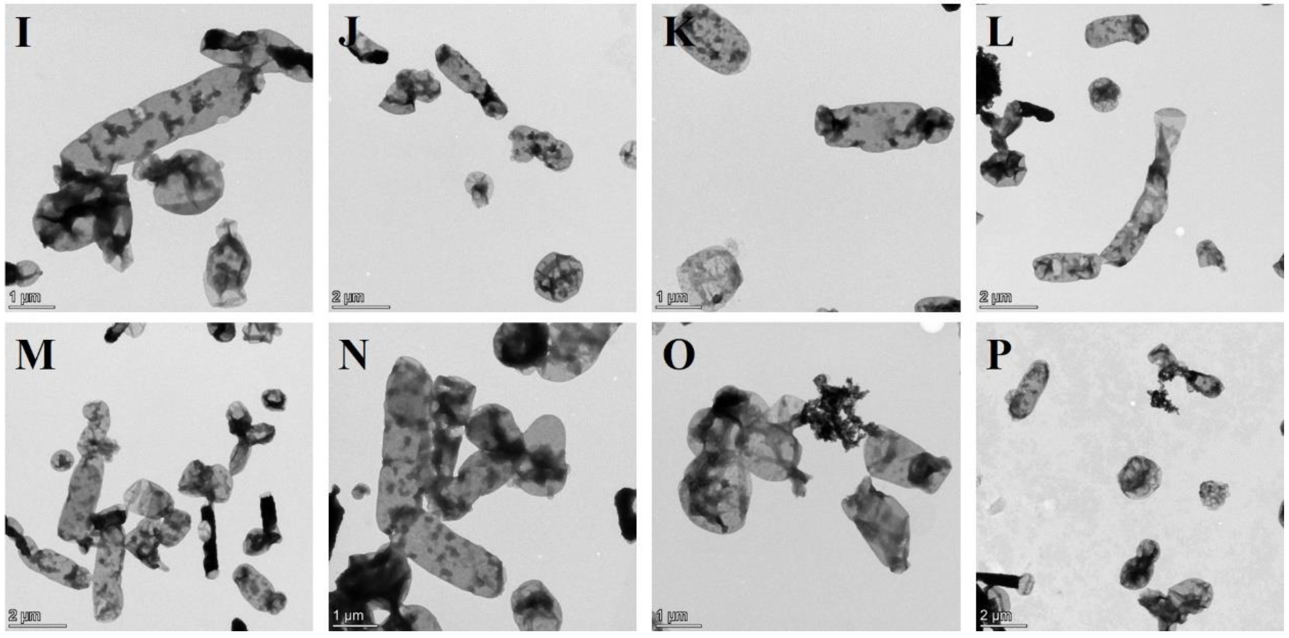 Bioengineering 09 00300 g004b