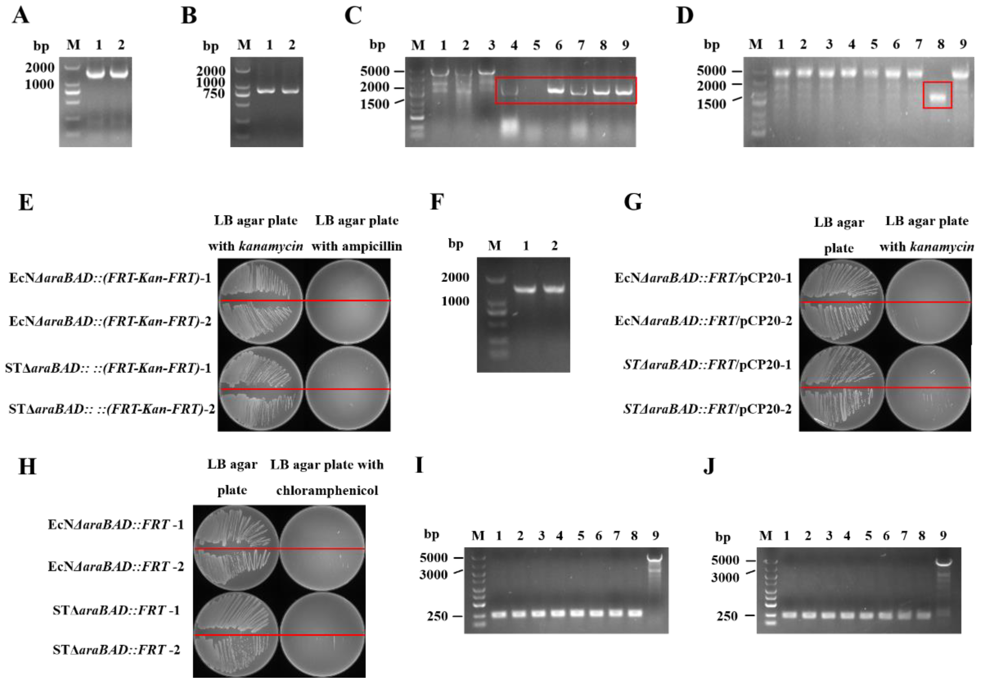 Bioengineering 09 00300 g007