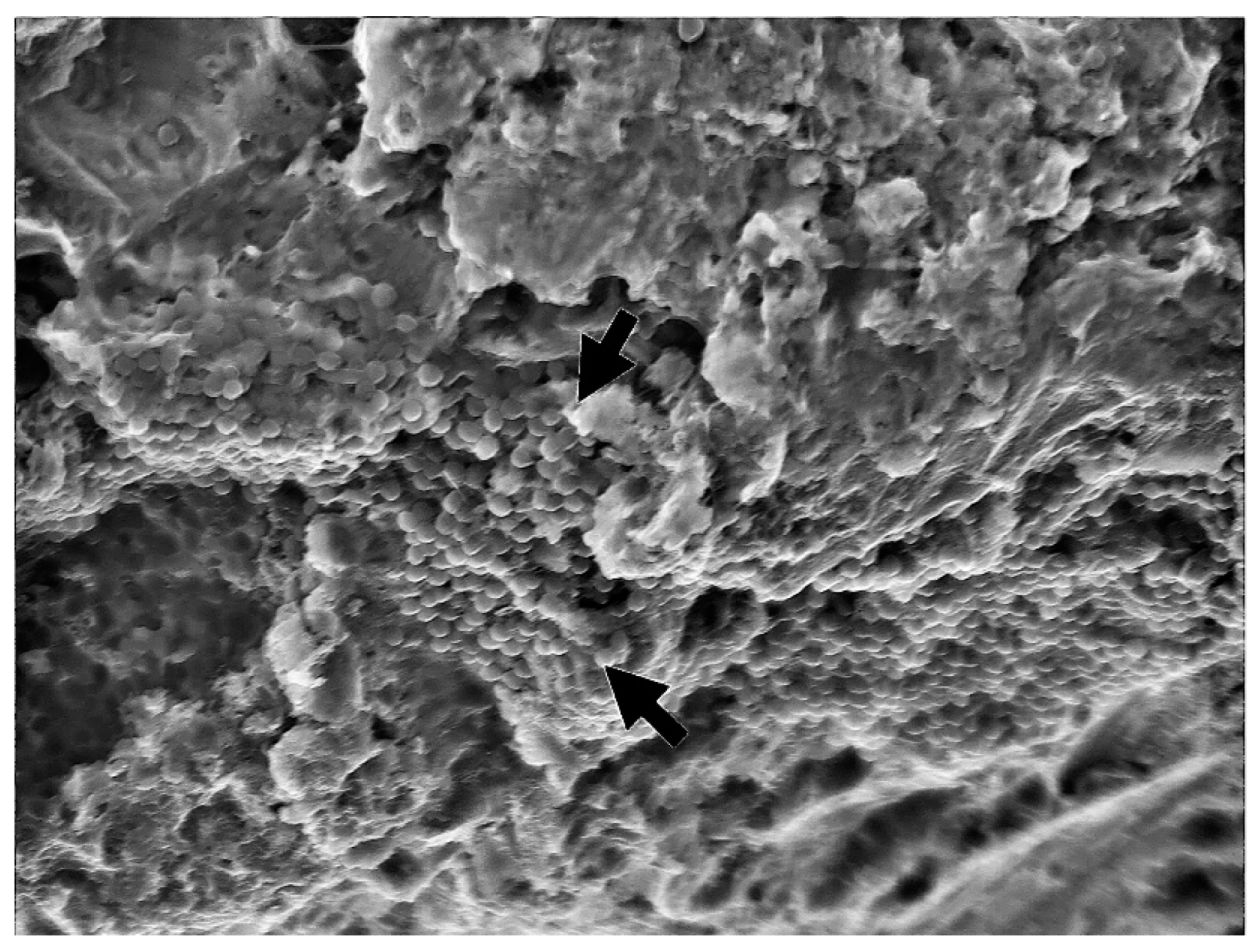 Bioengineering 09 00308 g002