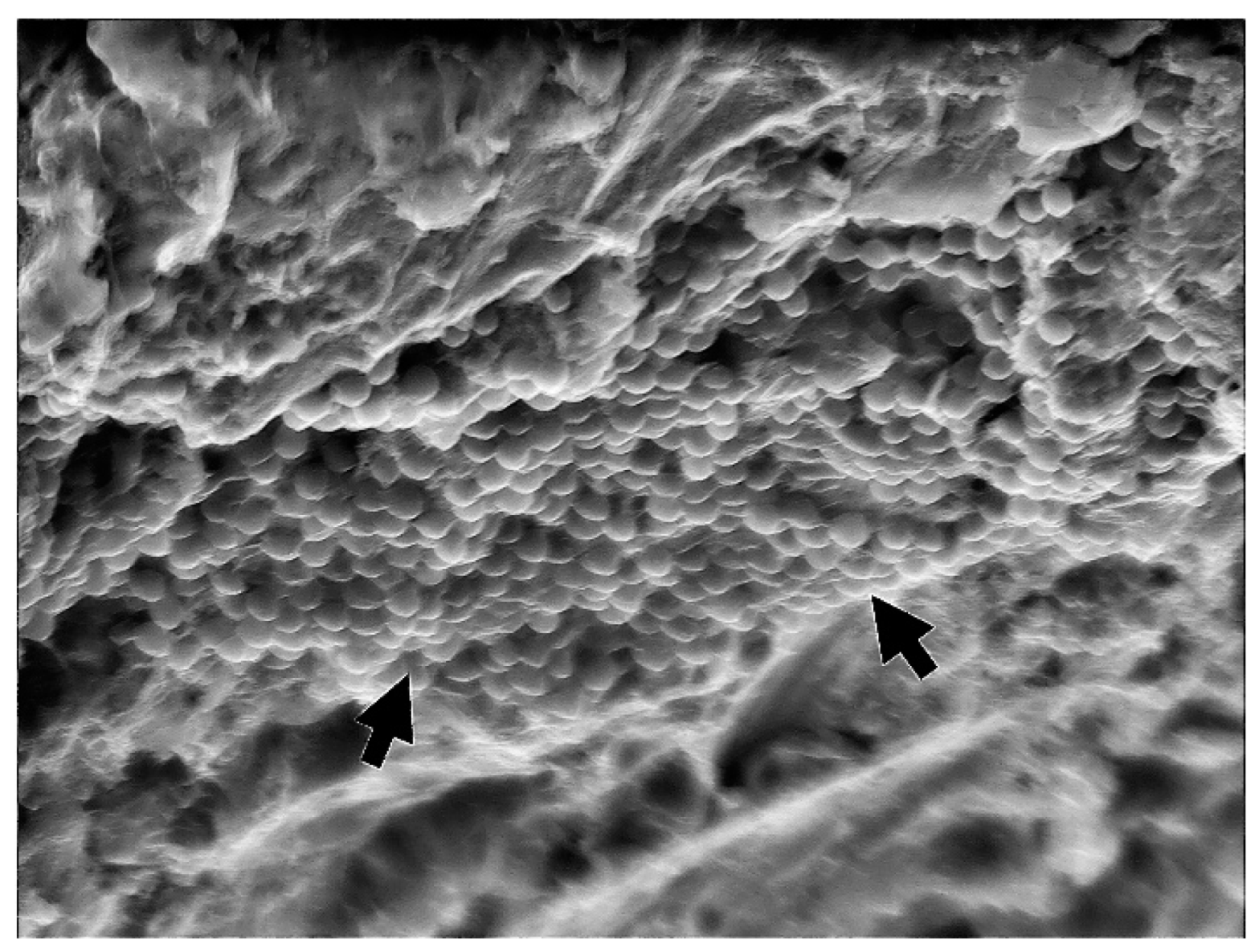 Bioengineering 09 00308 g008