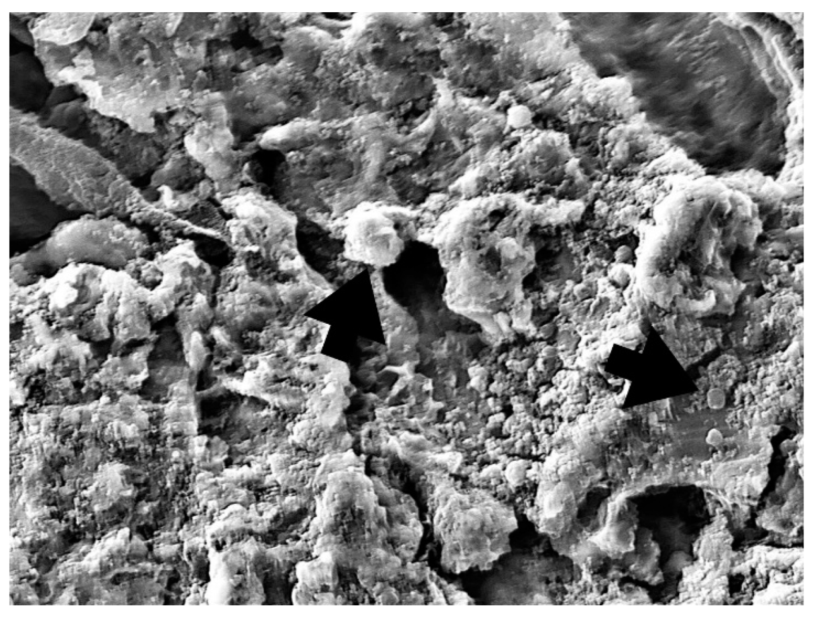 Bioengineering 09 00308 g010