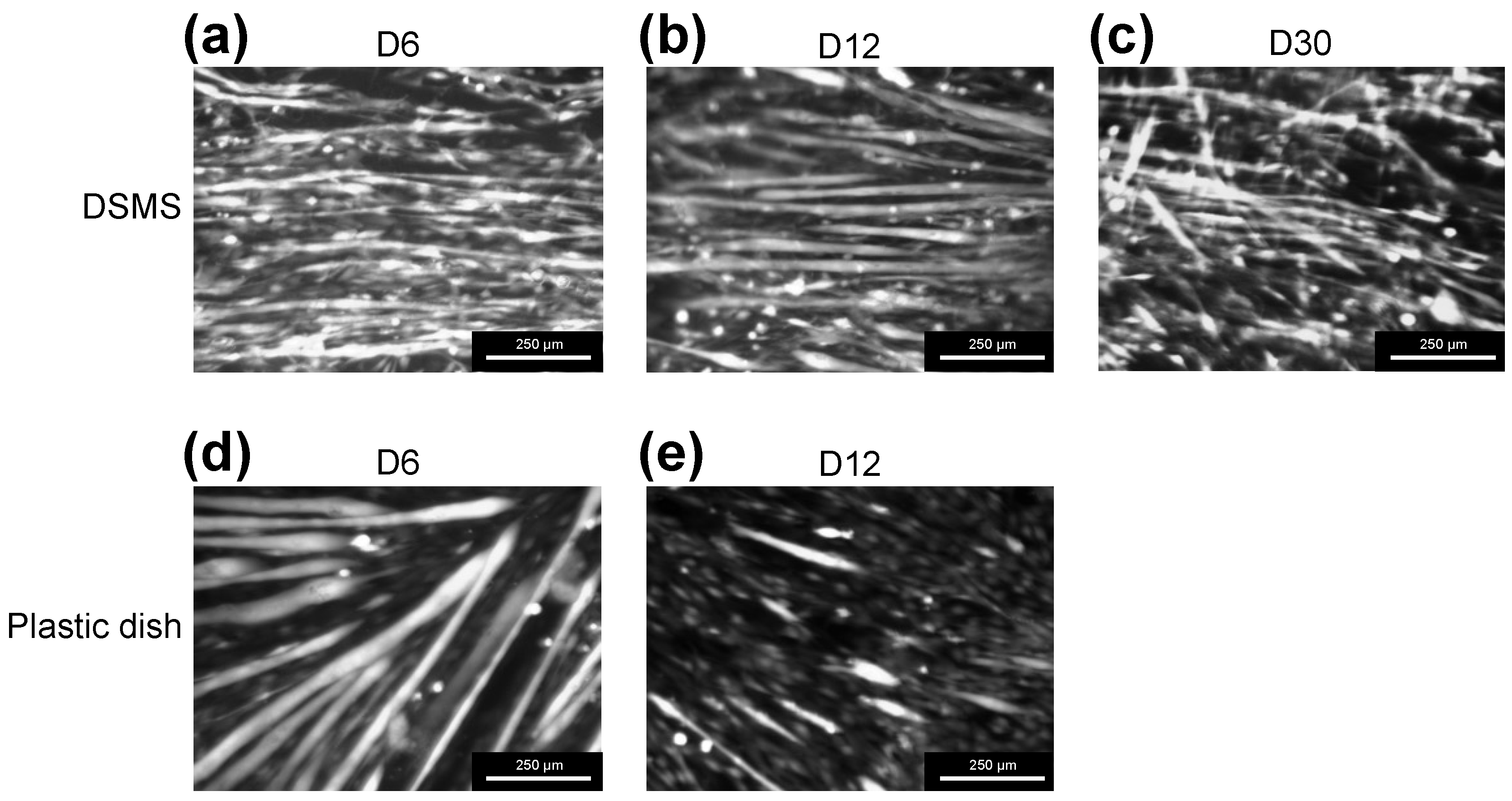Bioengineering 09 00309 g005