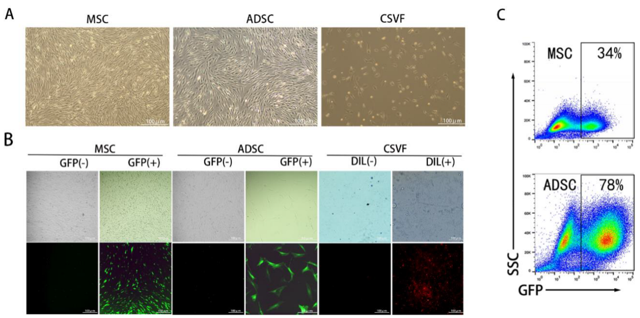 Bioengineering 09 00318 g002 Bioengineering 09 00318 g002