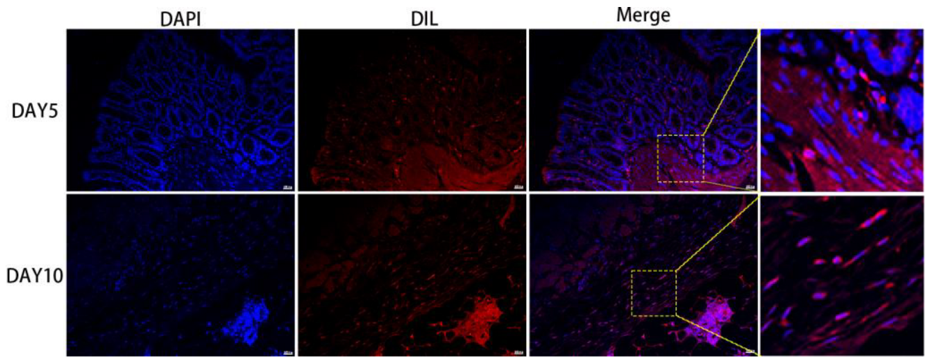 Bioengineering 09 00318 g007 Bioengineering 09 00318 g007