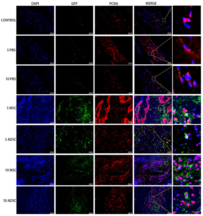 Bioengineering 09 00318 g008 Bioengineering 09 00318 g008