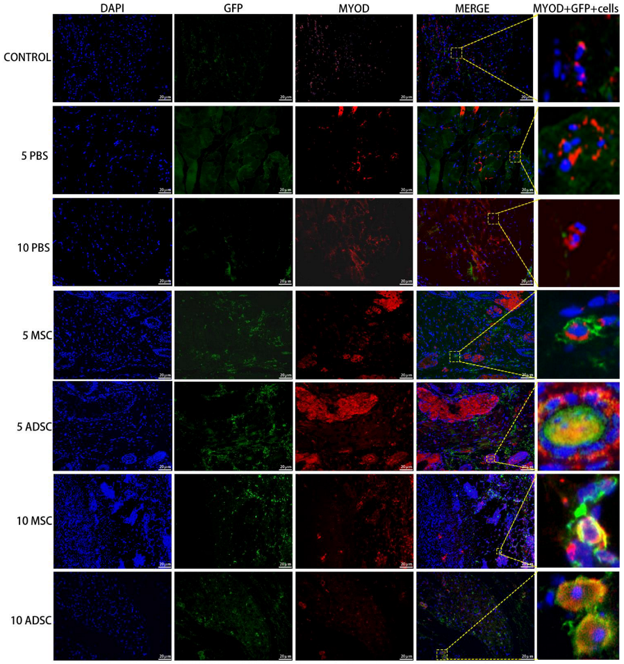 Bioengineering 09 00318 g009 Bioengineering 09 00318 g009