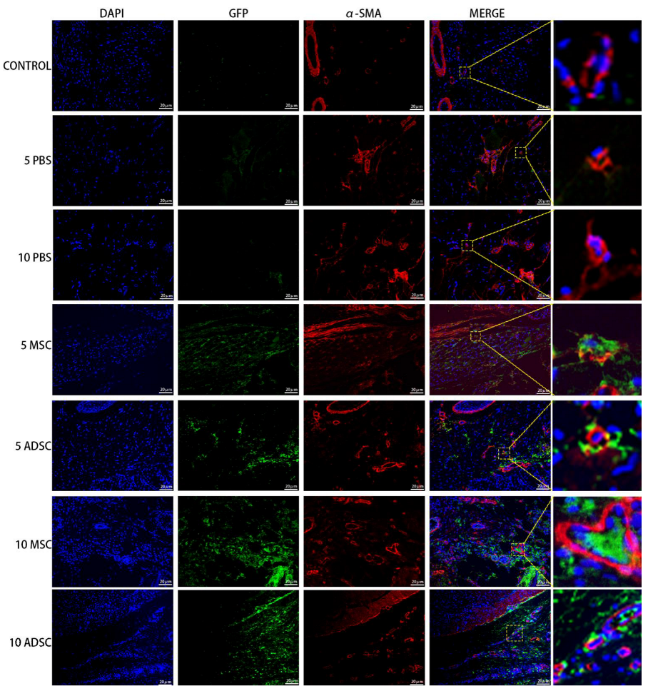 Bioengineering 09 00318 g010 Bioengineering 09 00318 g010