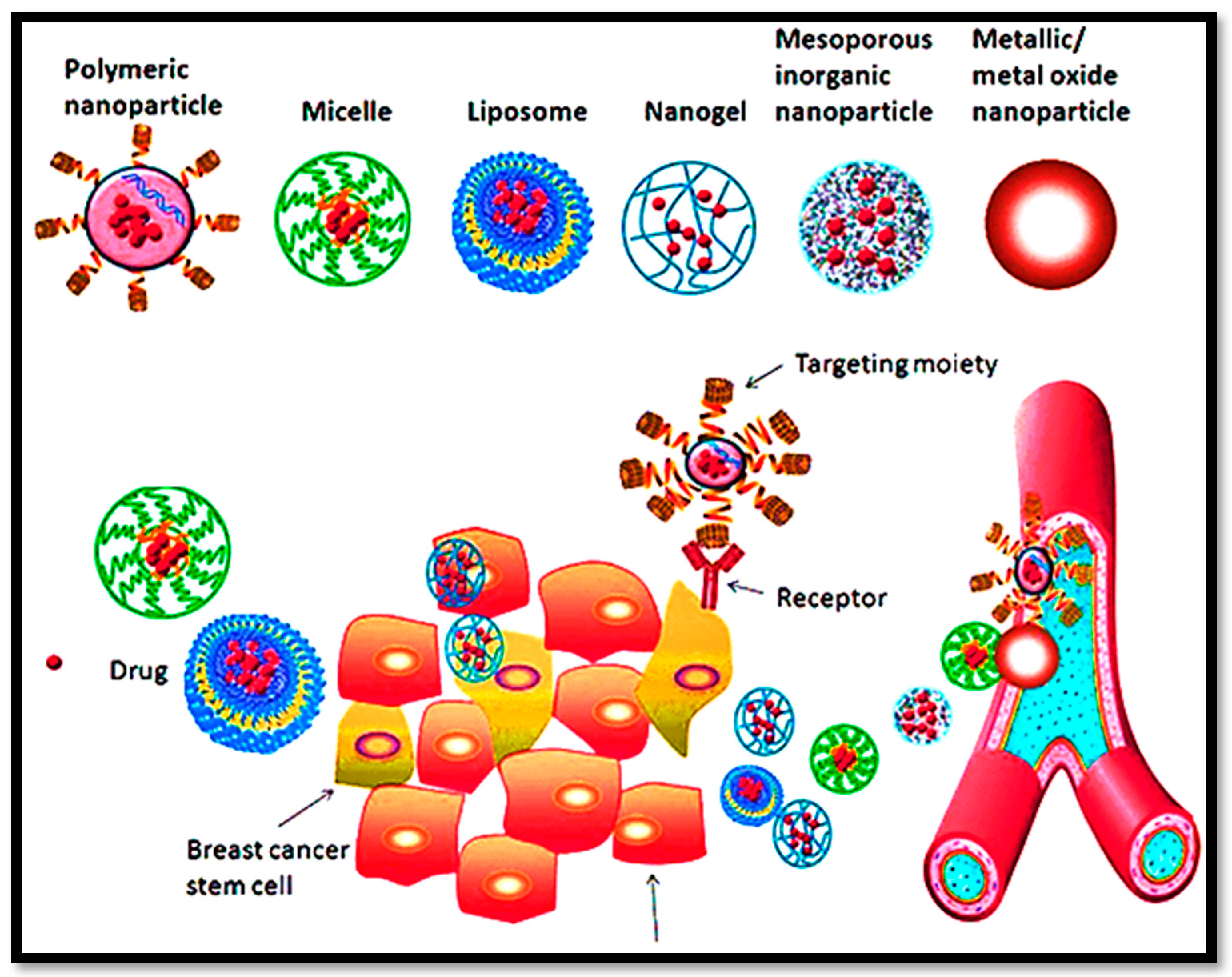 Bioengineering 09 00320 g003