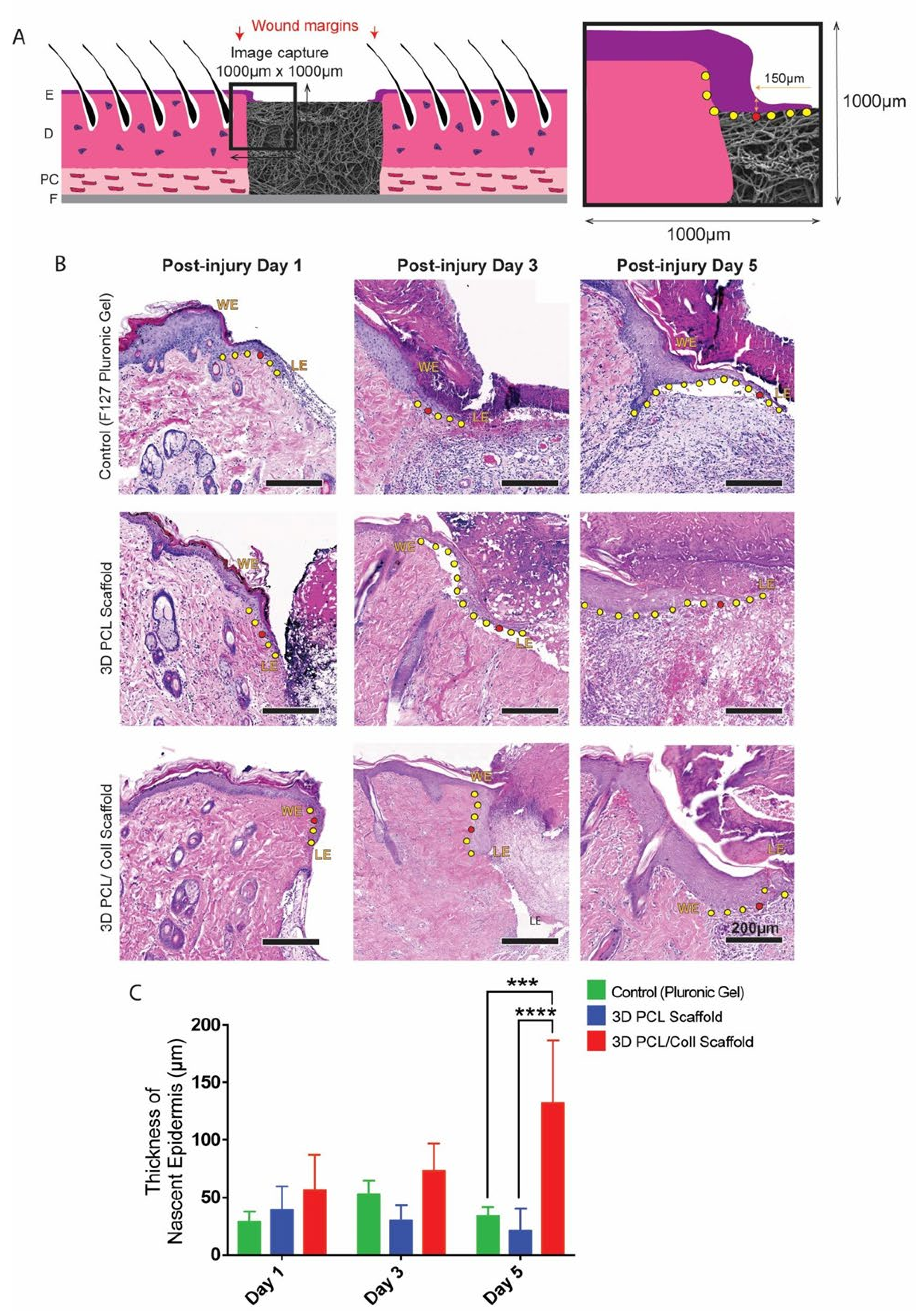 Bioengineering 09 00324 g002 550