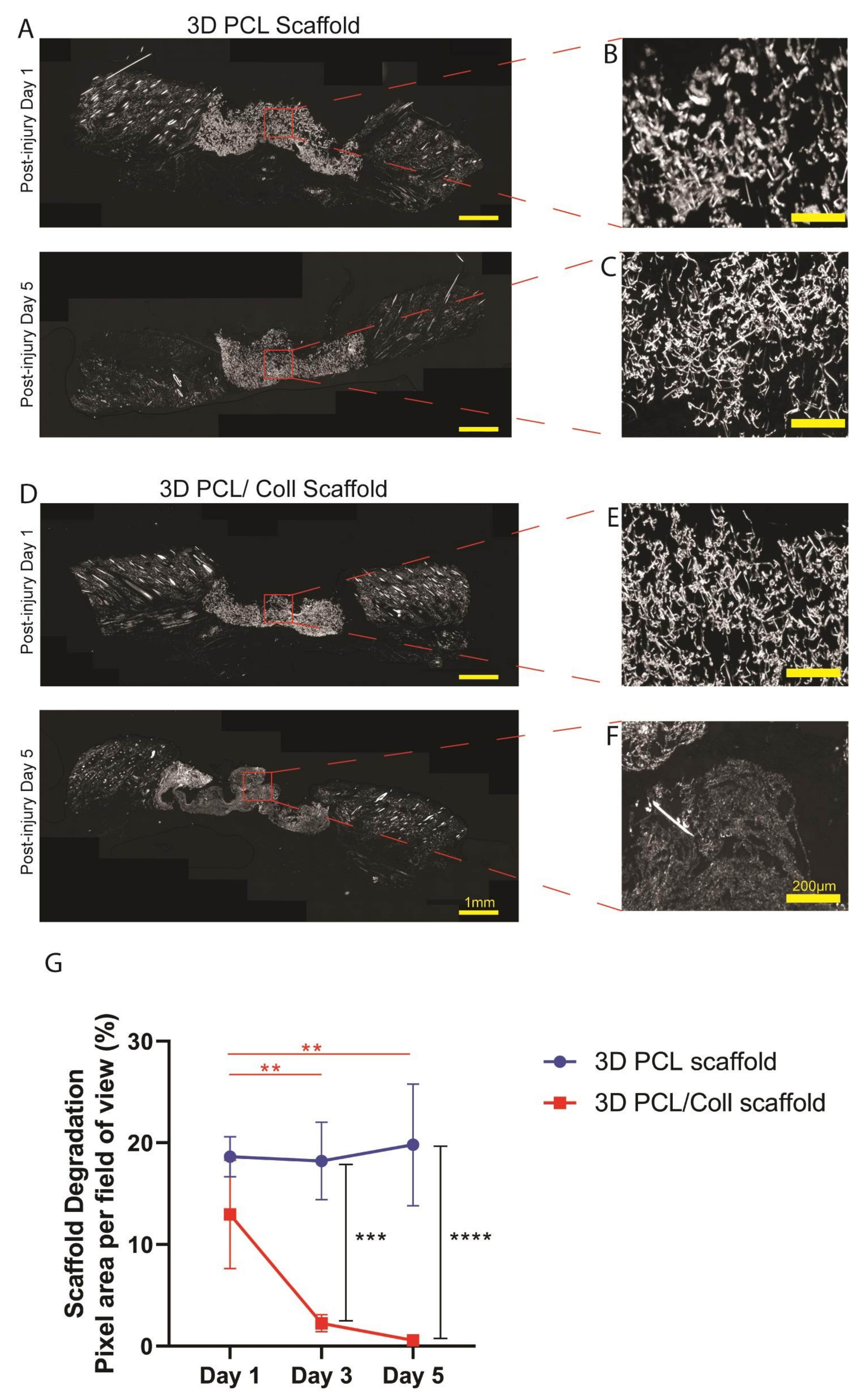 Bioengineering 09 00324 g005 550