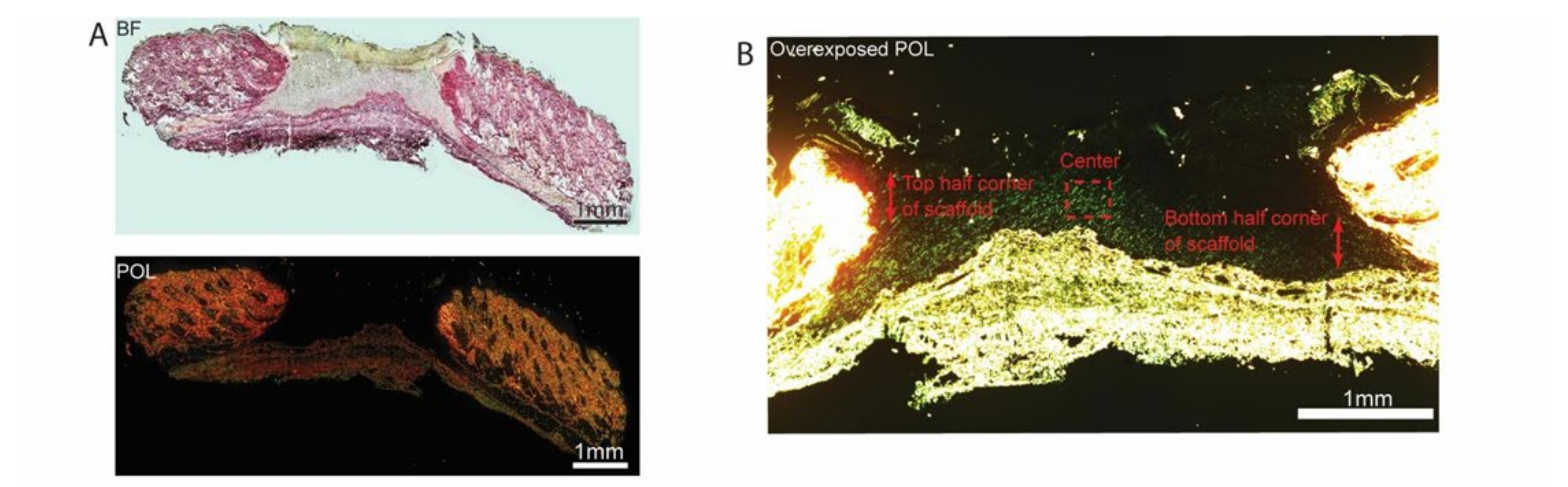 Bioengineering 09 00324 g007a 550