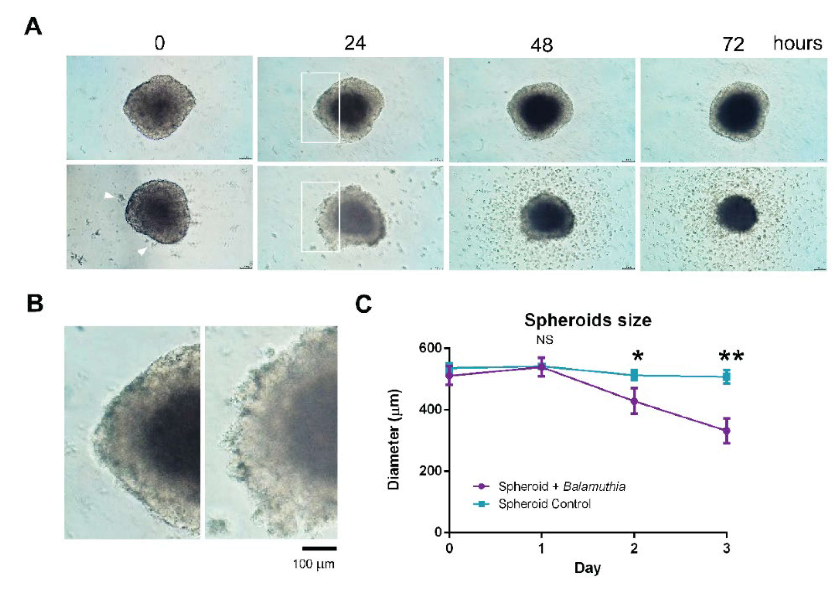 Bioengineering 09 00330 g002