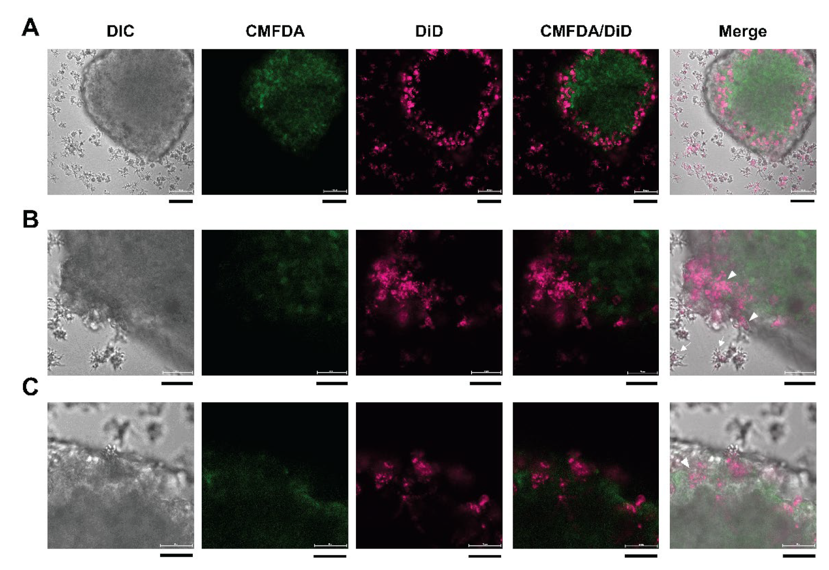 Bioengineering 09 00330 g004