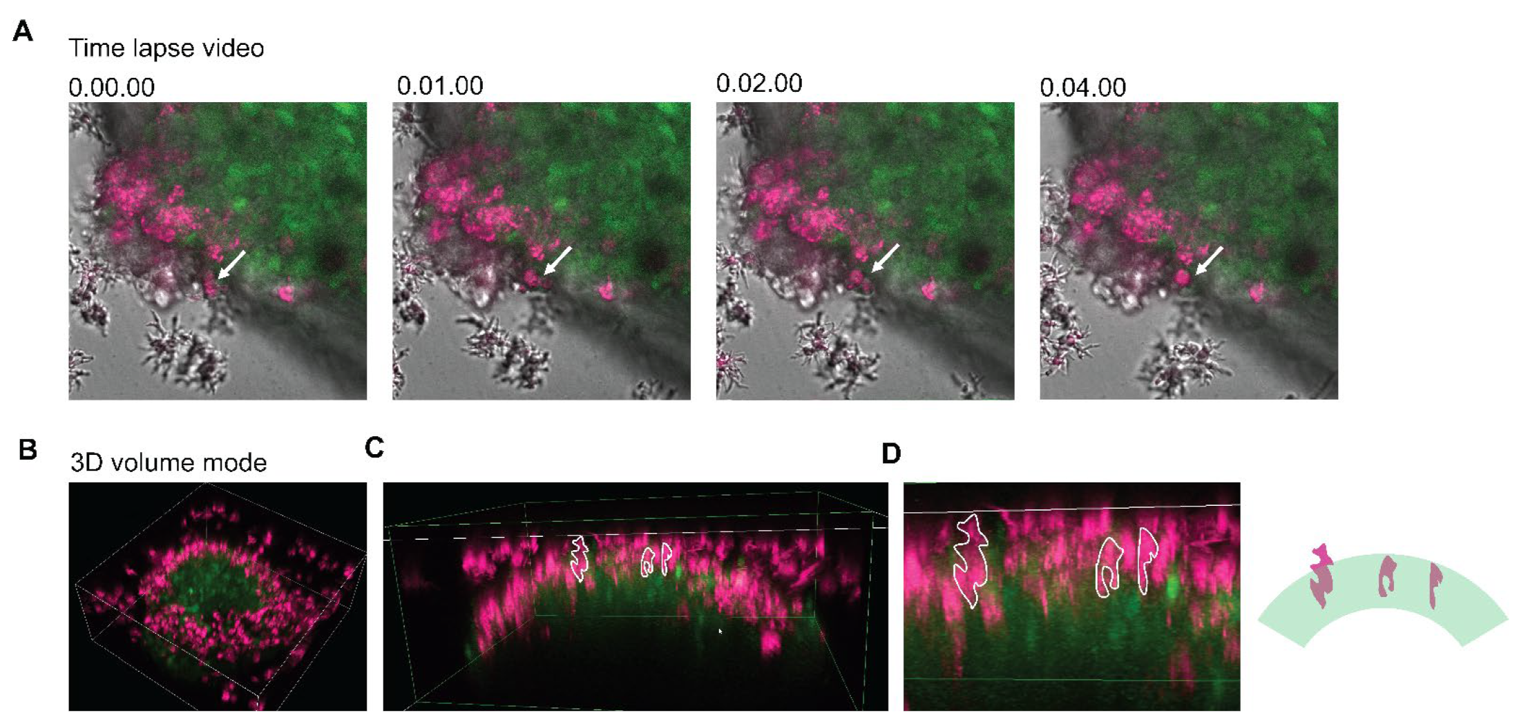 Bioengineering 09 00330 g005