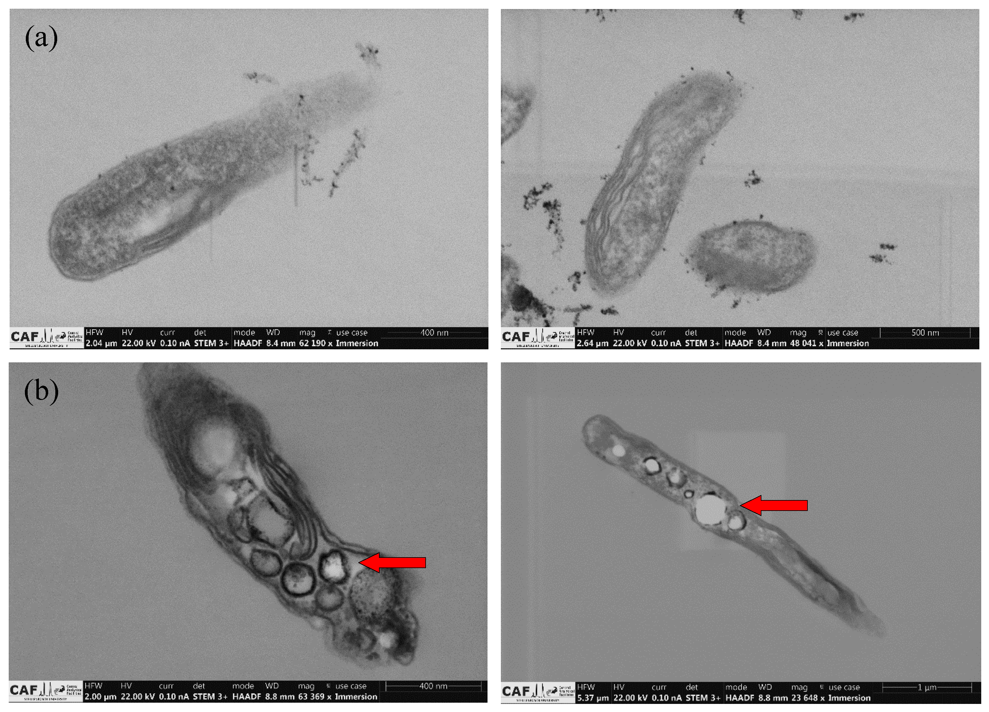Bioengineering 09 00344 g004