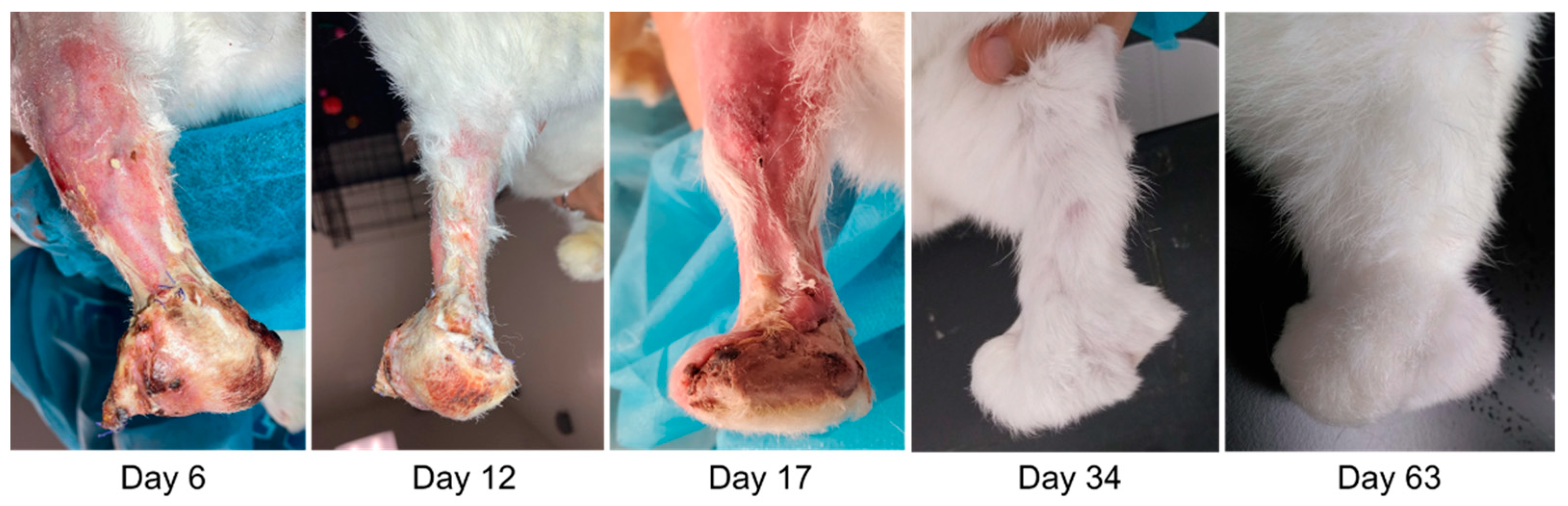 Bioengineering 09 00348 g003 550