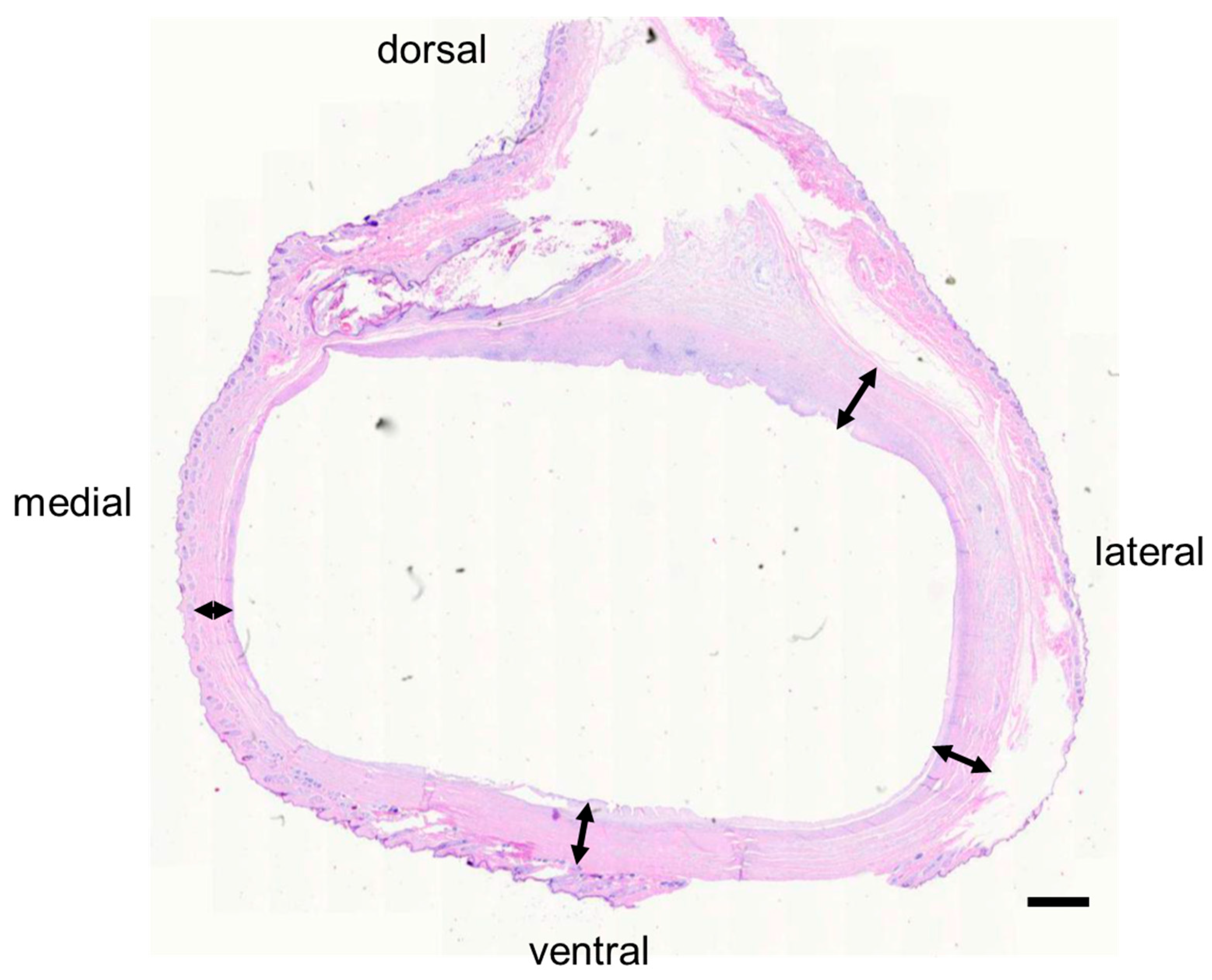 Bioengineering 09 00348 g007 550