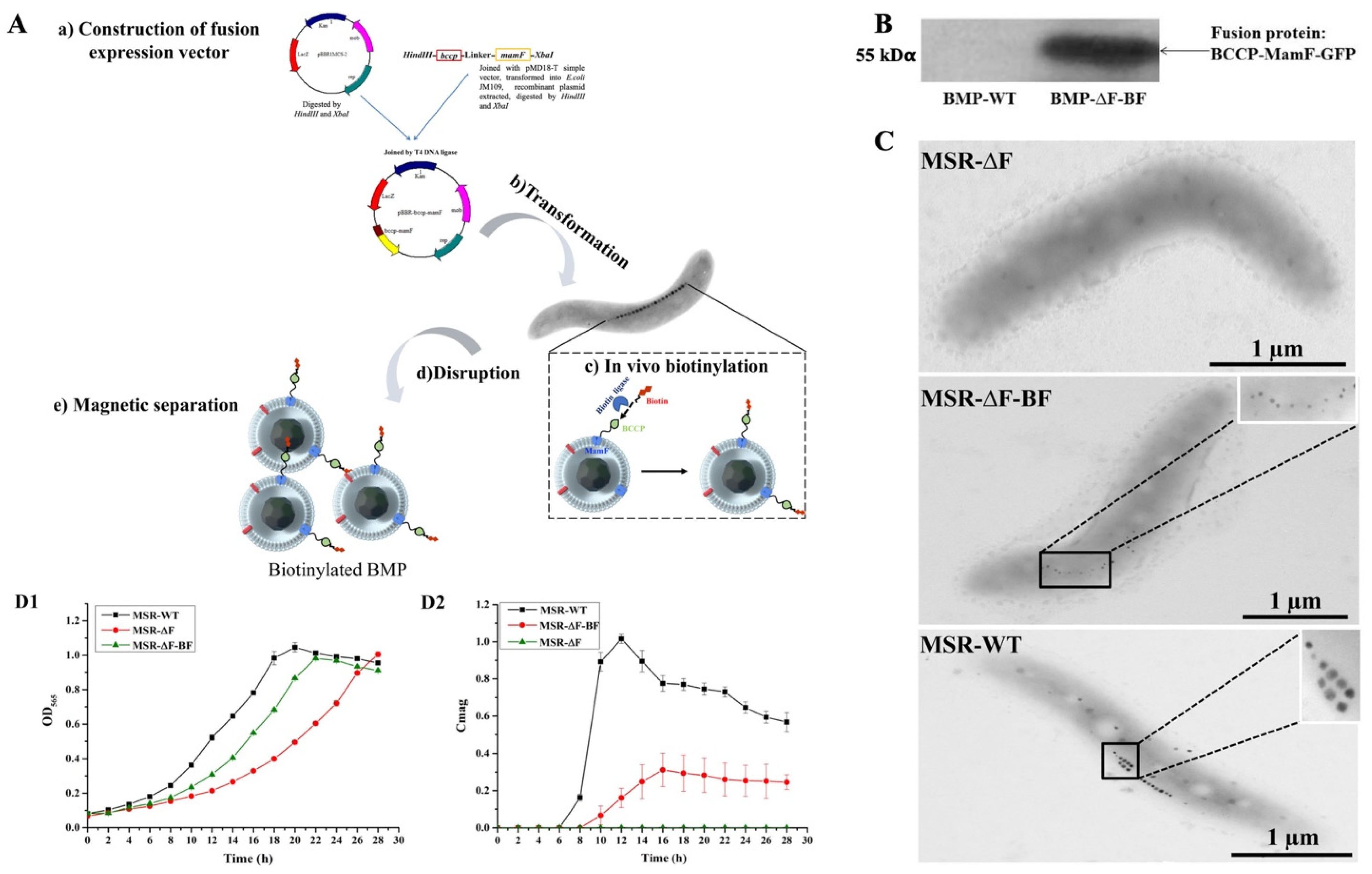 Bioengineering 09 00356 g001 550