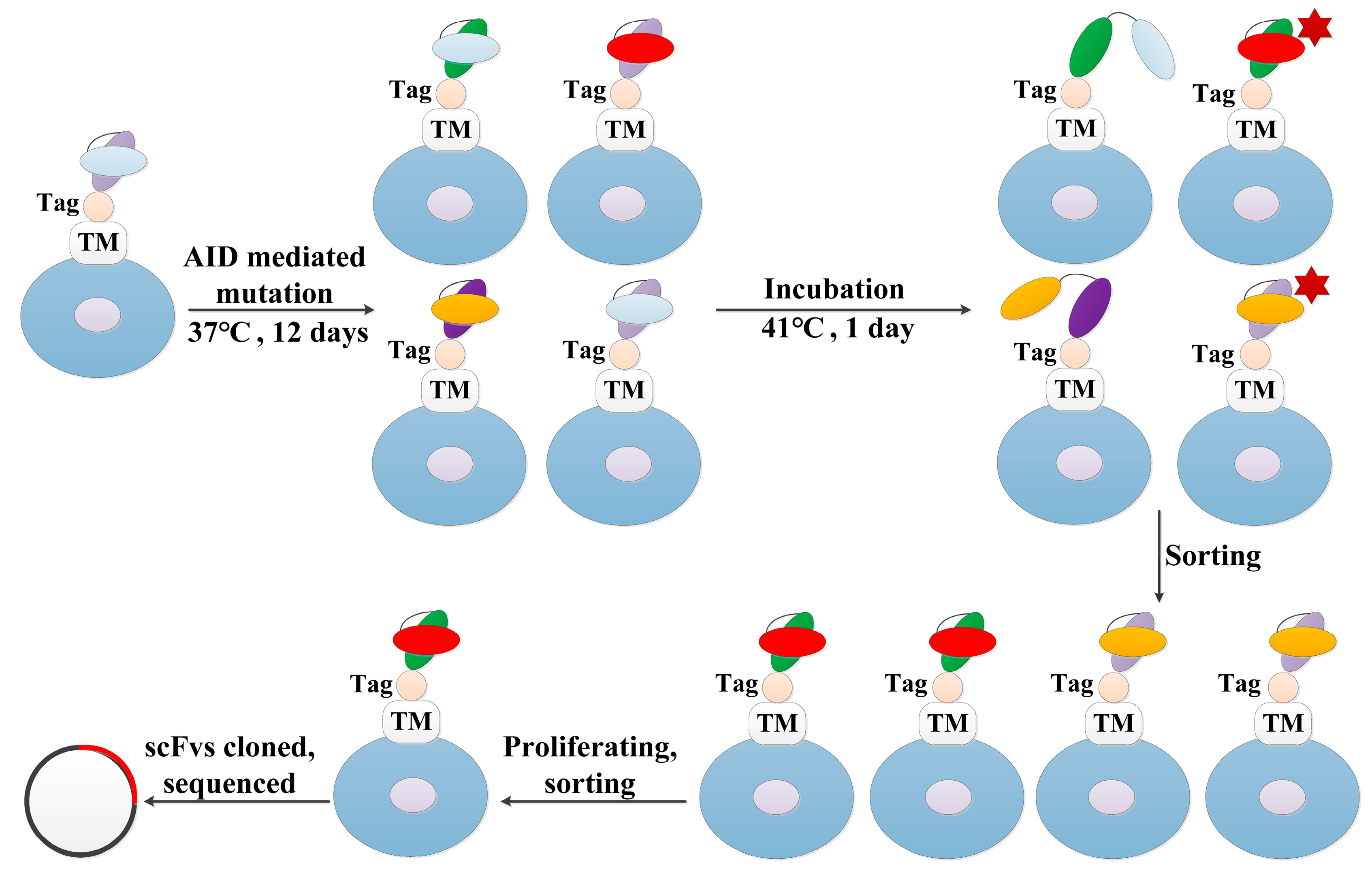Bioengineering 09 00360 g002 550