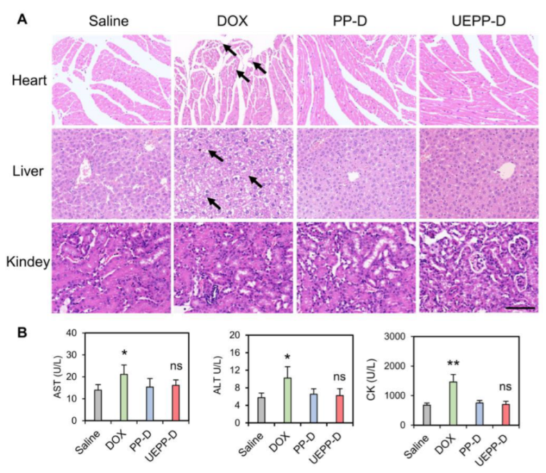 Bioengineering 09 00363 g006