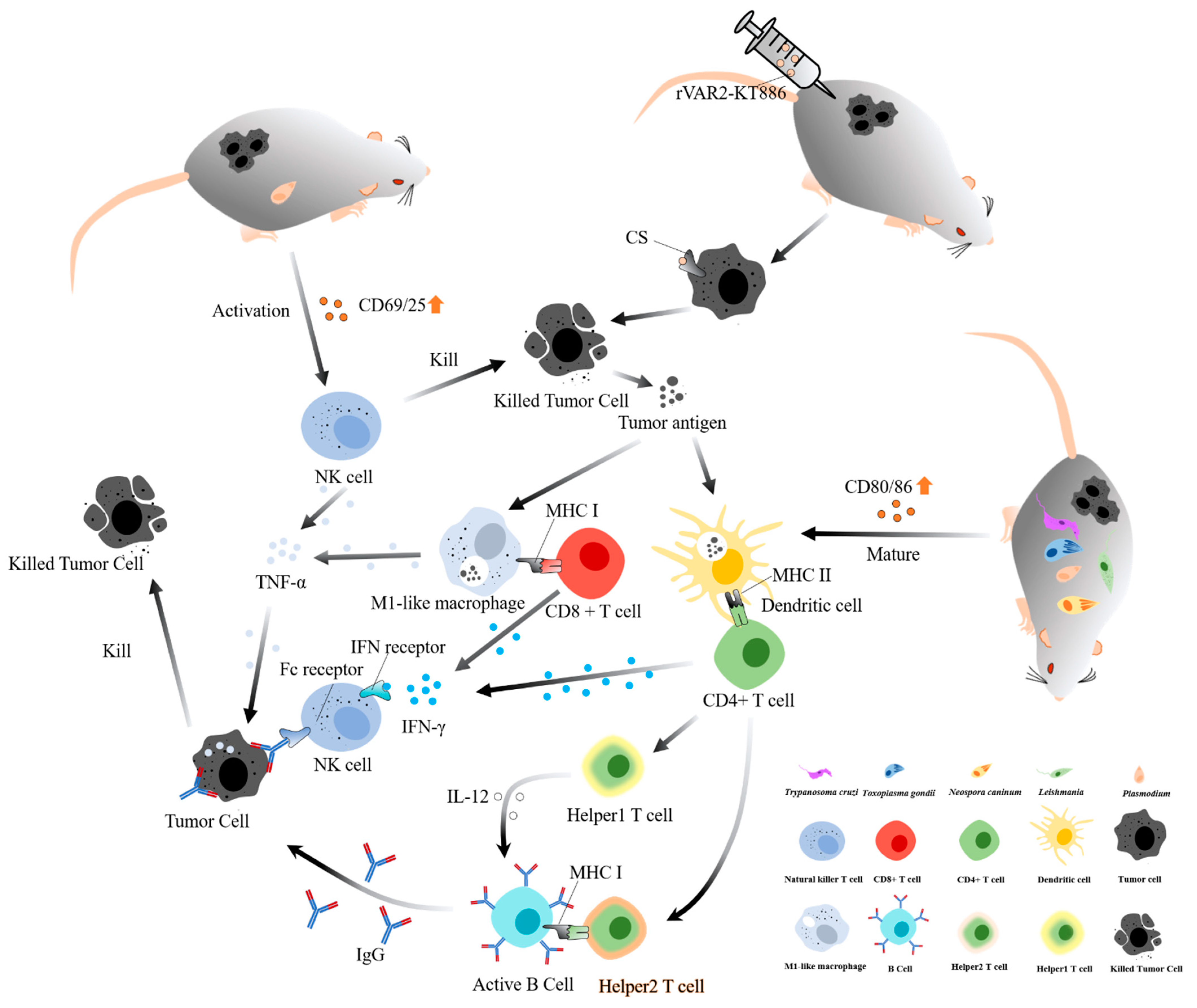 Bioengineering 09 00395 g001 550