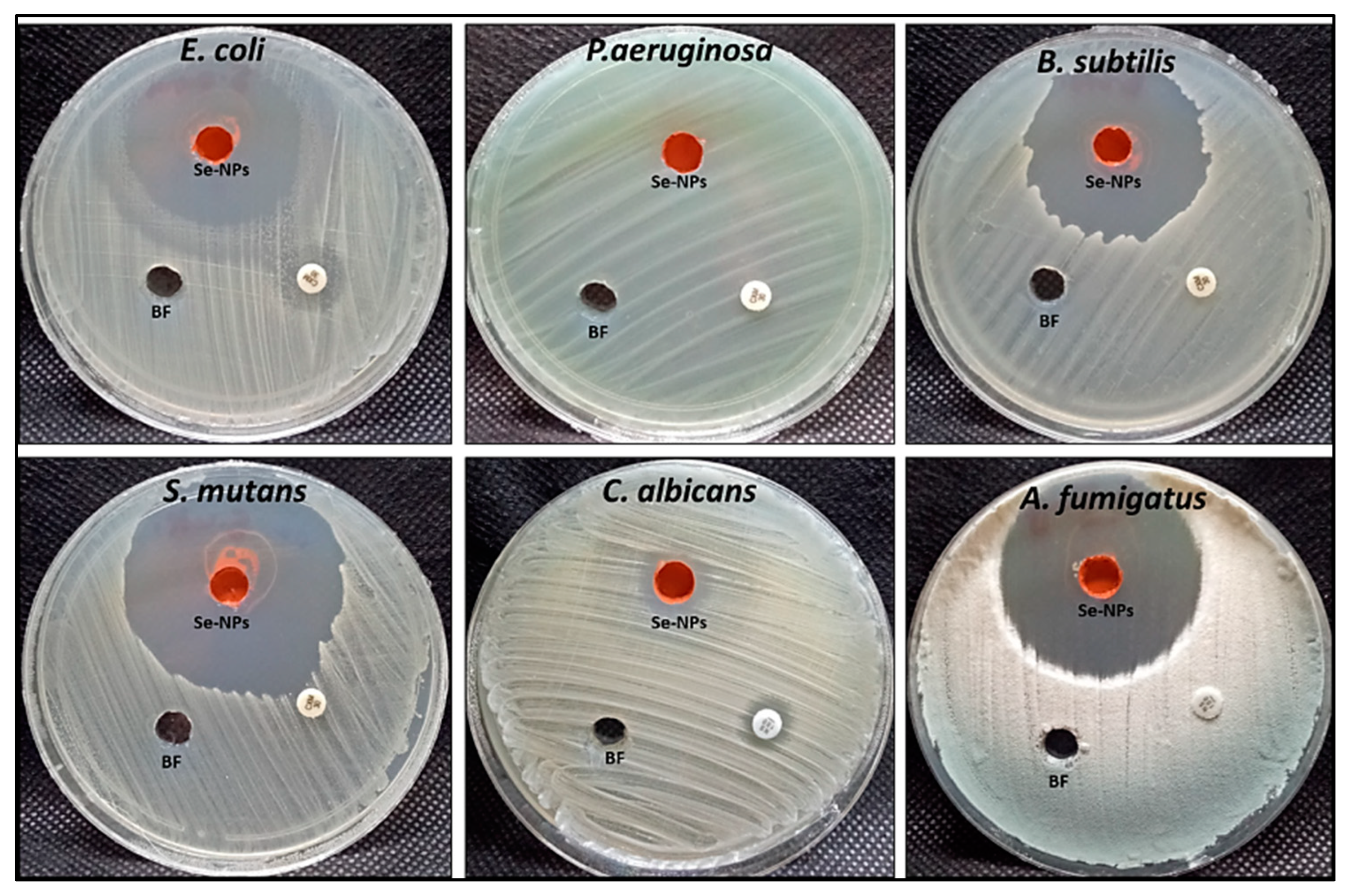 Bioengineering 09 00397 g006