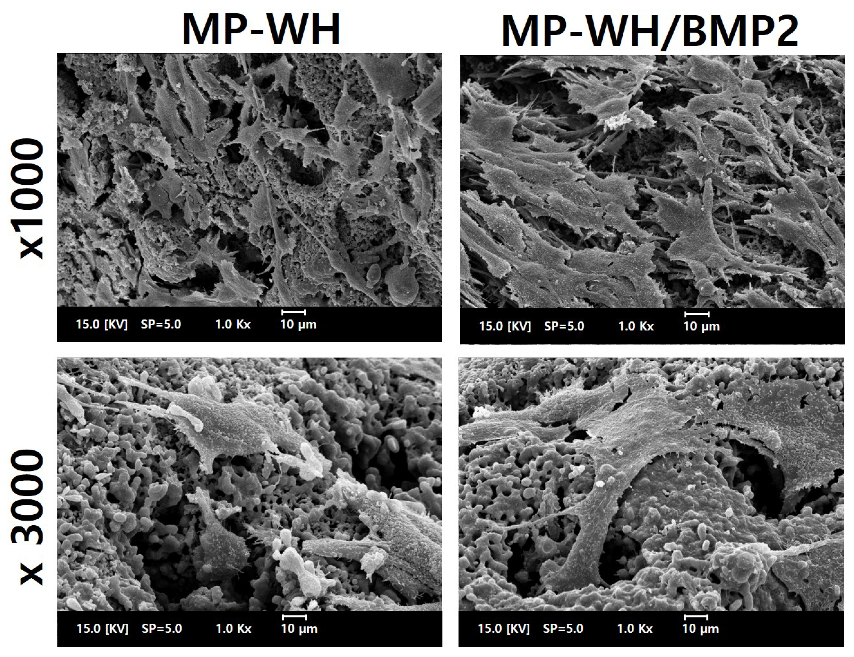 Bioengineering 09 00399 g007