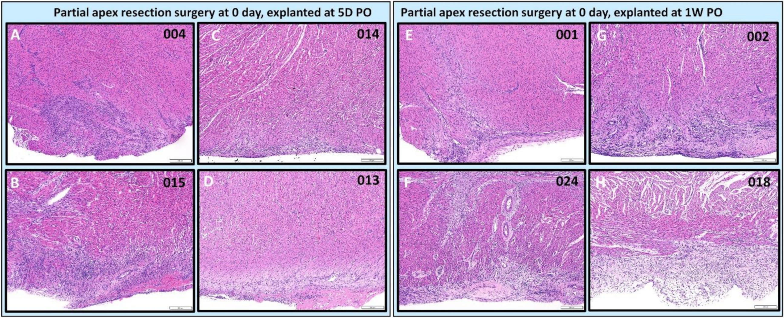 Bioengineering 09 00401 g011 Bioengineering 09 00401 g011