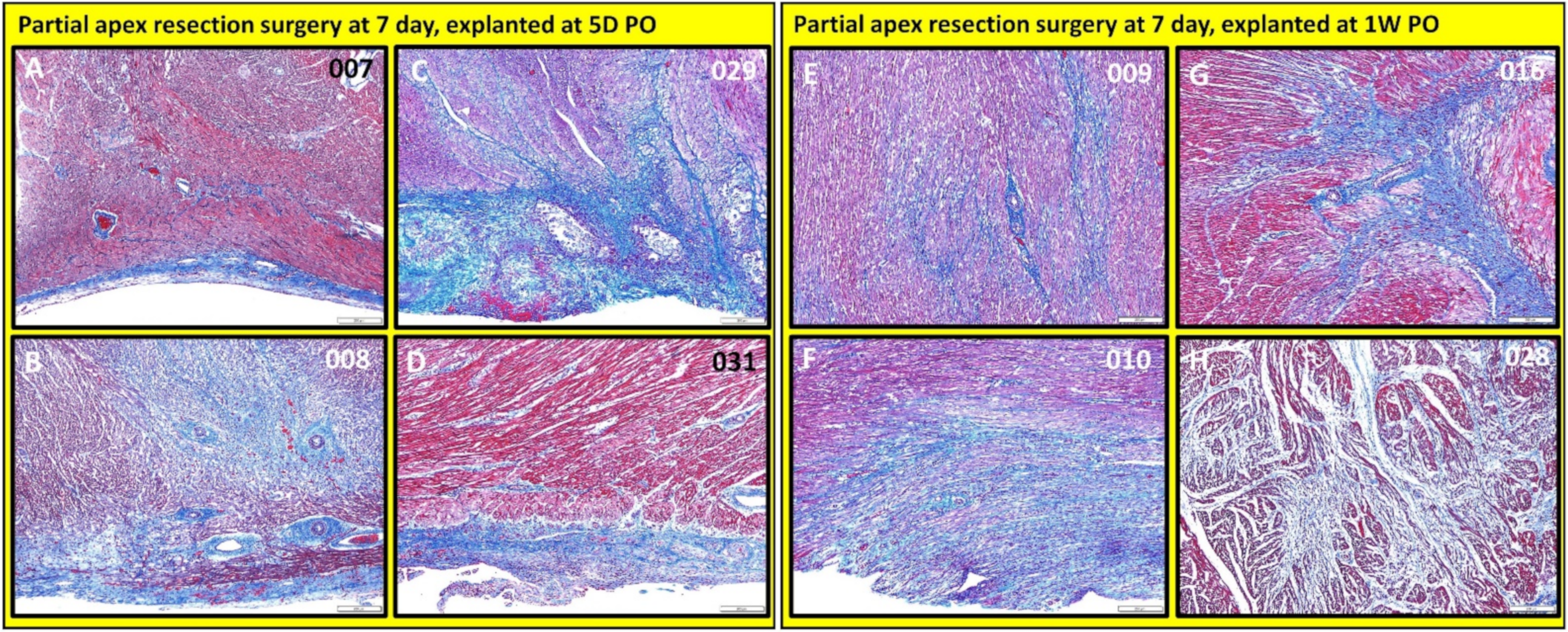 Bioengineering 09 00401 g014 Bioengineering 09 00401 g014