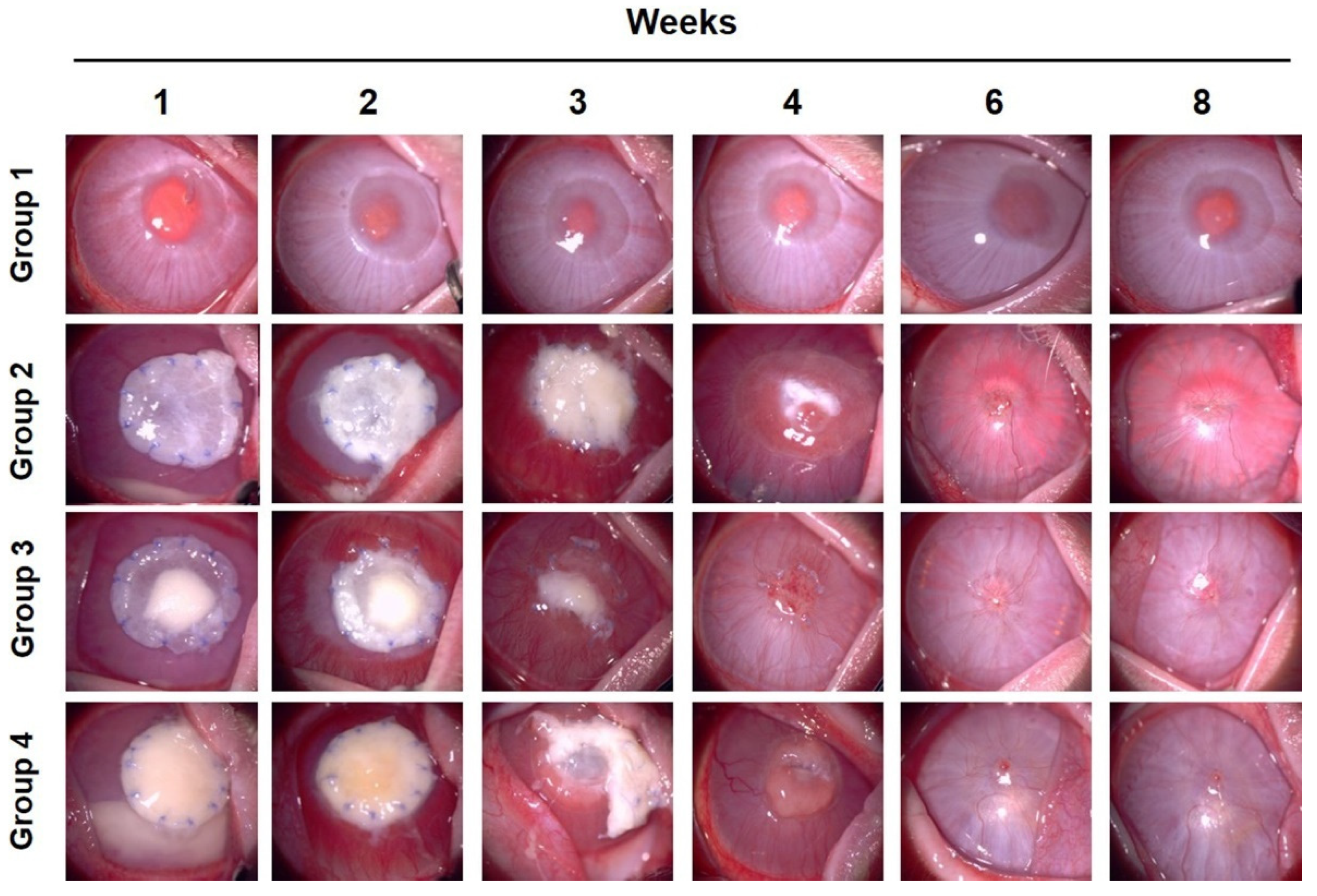 Bioengineering 09 00405 g002